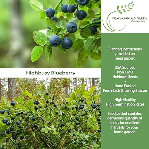 Miniatura 2 de Semillas de arándano Highbush (variedades del norte y del sur) - Más de 300 semillas sin OMG y reliquias, Vaccinium corymbosum, paisajes comestibles