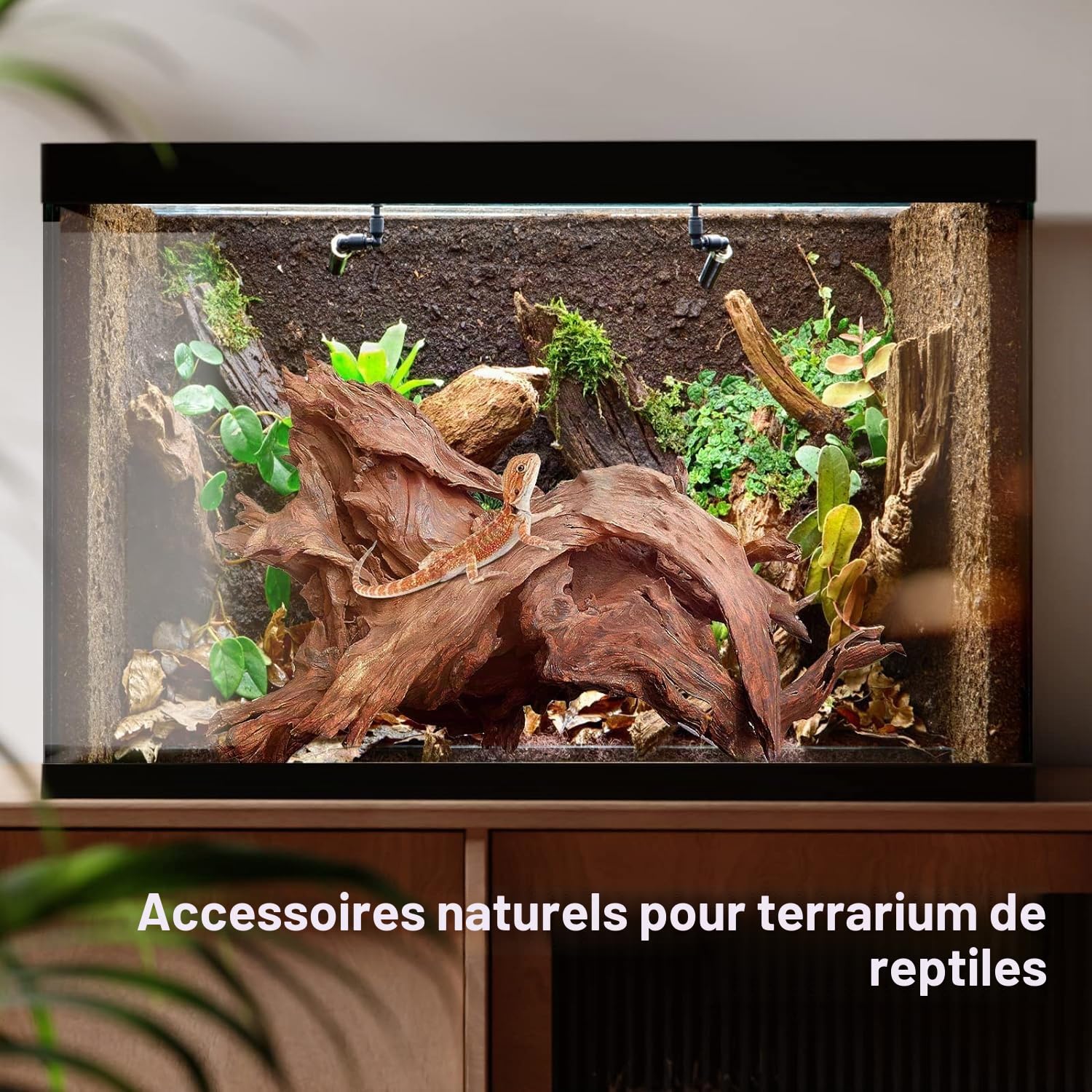 Jorewood Bois flotté Naturel pour Aquariums et terrariums de Reptiles – Décorations sûres pour Aquarium, Branches torsadées Uniques de 17,8 à 27,9 cm, tanin Bas, Facile à couler