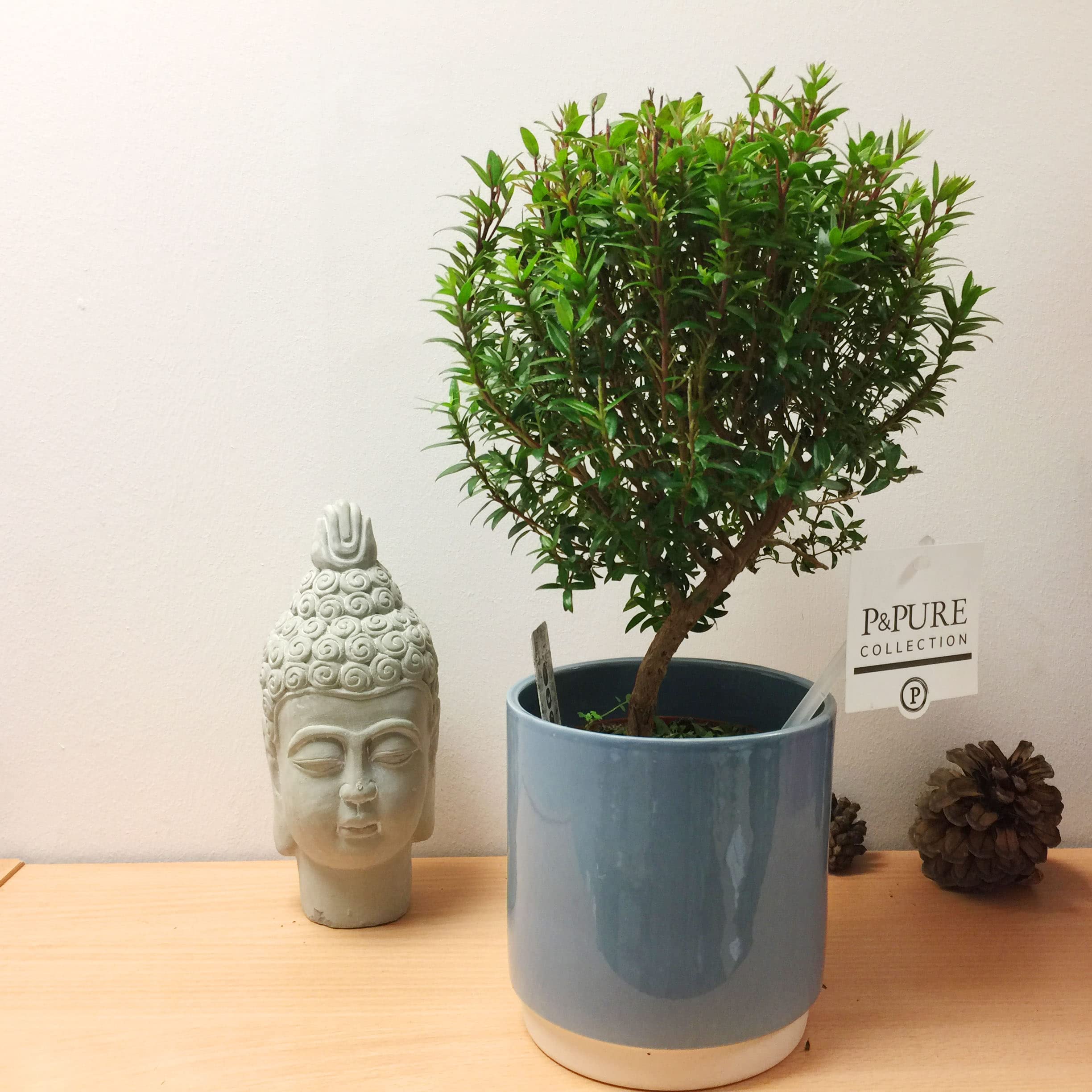 Bonsaï Myrte KENTIS - Myrtus Communis, Pot Céramique, H 23-30 Cm
