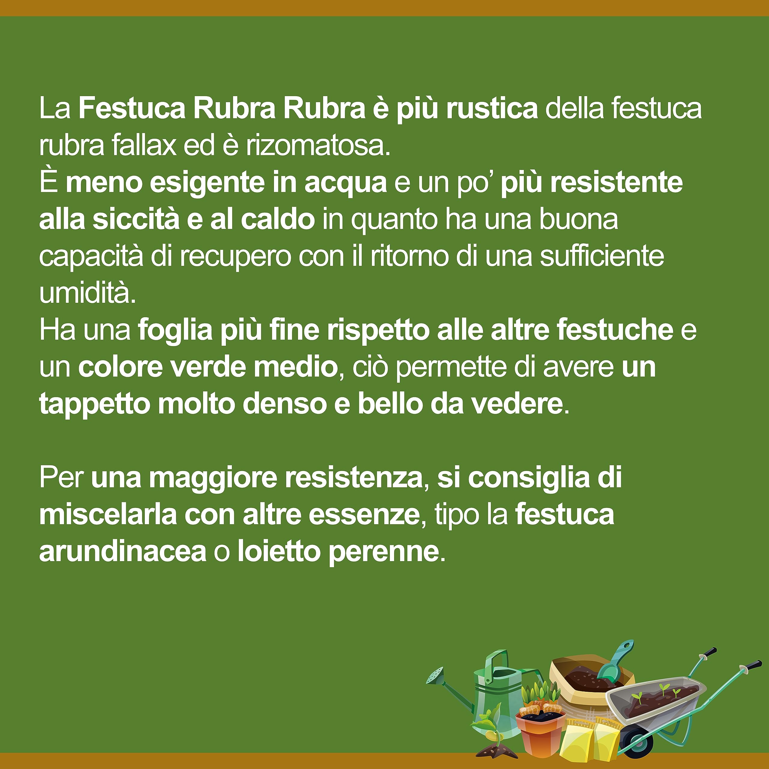Il Contadino - Antiche Sementi | FESTUCA RUBRA RUBRA | Tappeto molto prestigioso, denso e a foglia fine, Colore verde medio, Abbastanza resistente alla siccità e al caldo (5 Kg)