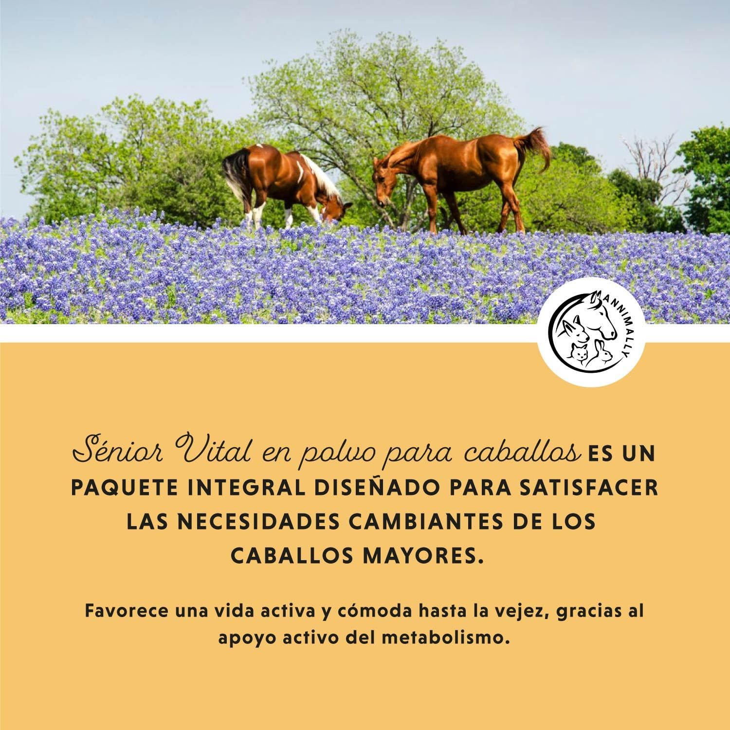Annimally Senior Vital Polvo para Caballos con MSM, Semilla de UVA, Glucosamina, Garra del Diablo - Suplemento Senior para apoyar el corazón, la circulación, los Huesos y Las articulaciones