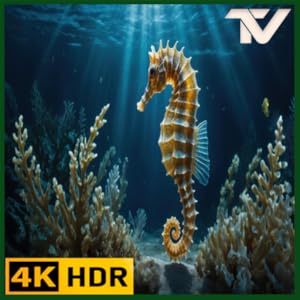 UHD Seahorse Serenity – Fesselnde Momente am Meer auf Fire TV
