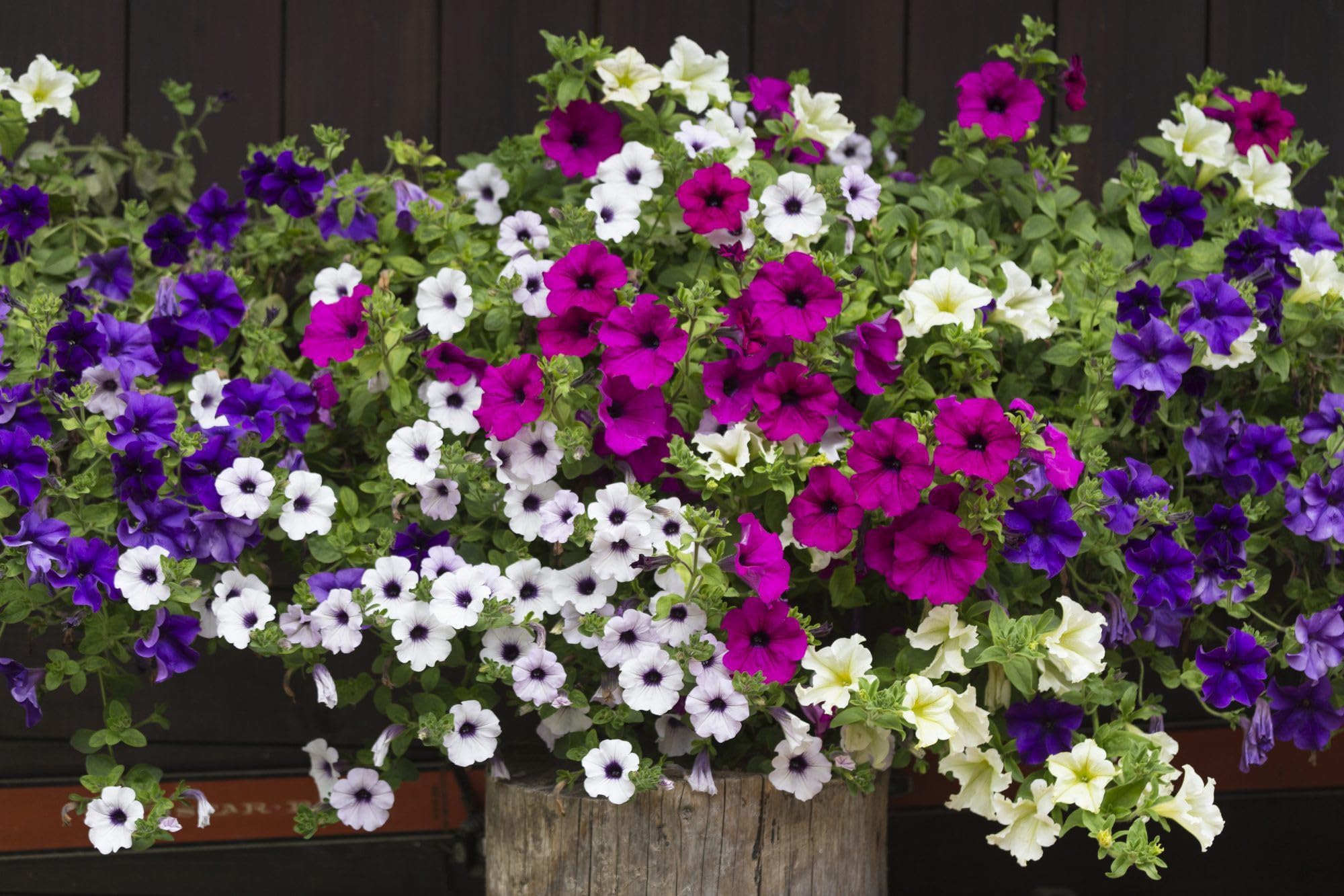 Willvine Spreading (Wave) Petunia-HQL-8K-picture-24