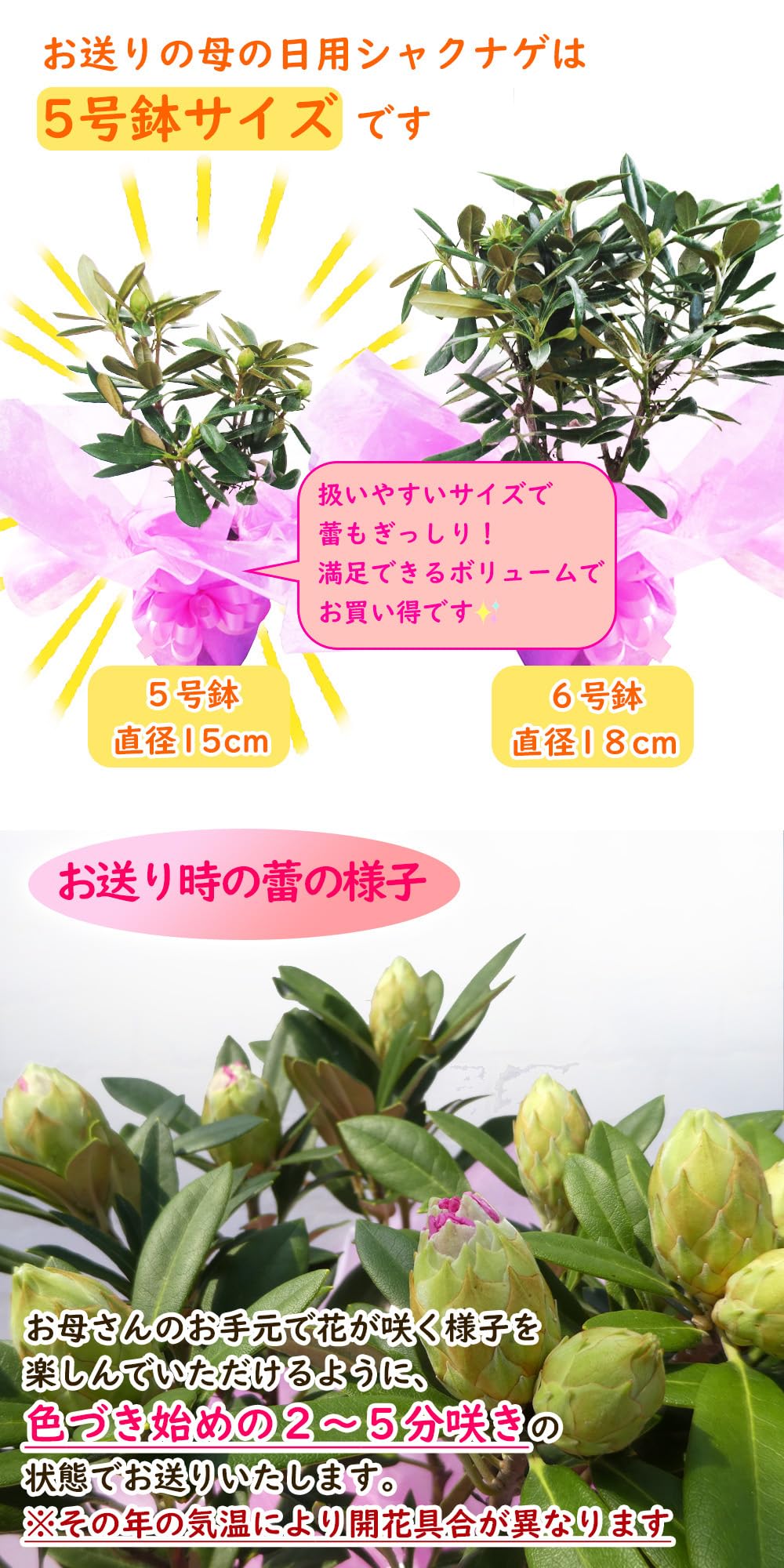 Amazon.co.jp: 【遅れてゴメンね！】母の日ギフト「西洋 シャクナゲ 曙