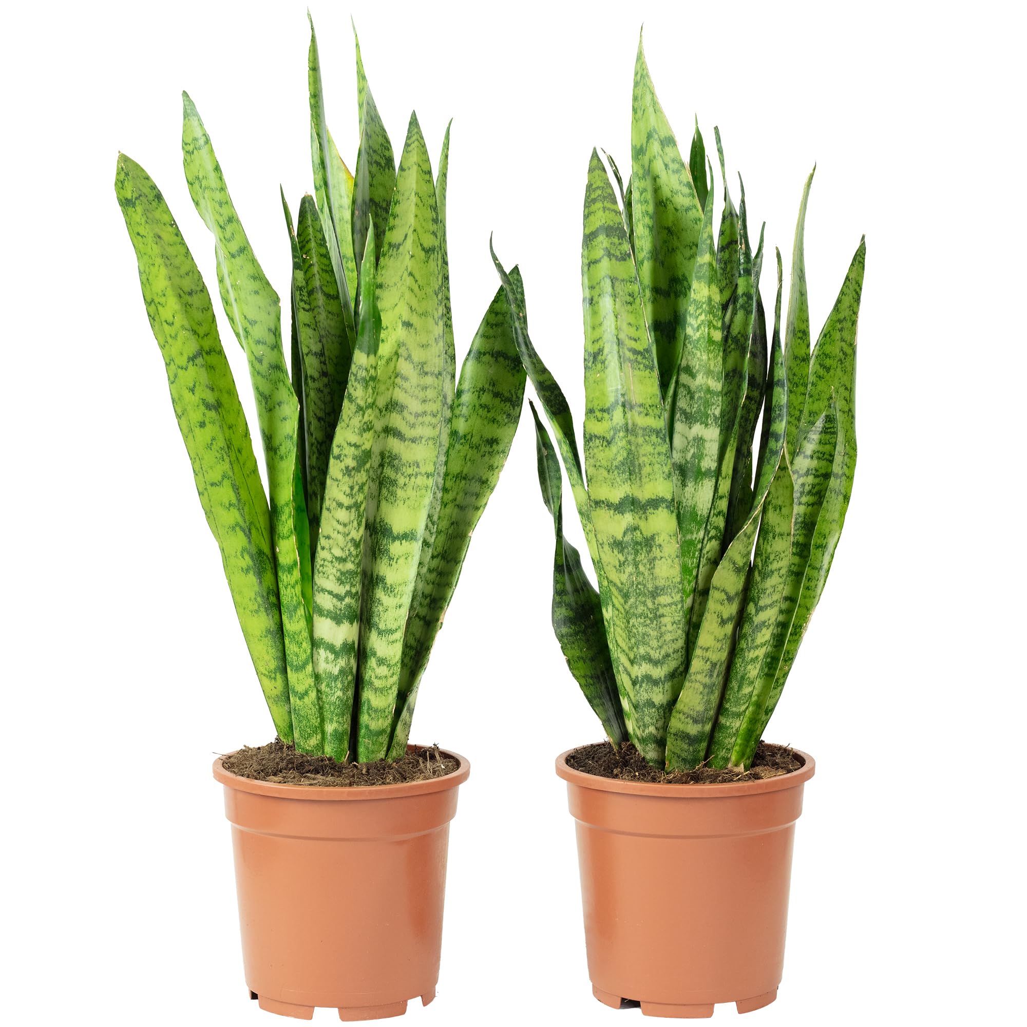 2 x konopie łukowe, łatwe w pielęgnacji rośliny pokojowe, Sansevieria zeylanica – wysokość ok. 65 cm, średnica doniczki 17 cm