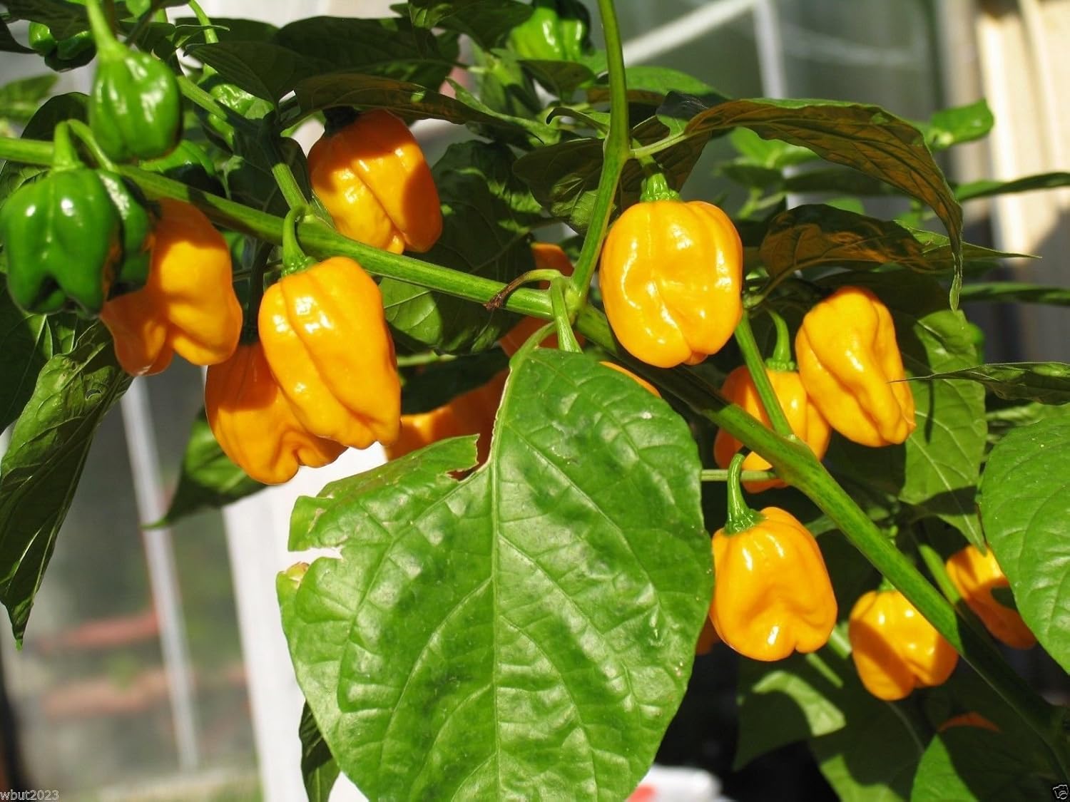 Habanero, Big Sun Habanero AKa African YELLOW Habanero 300,000 SHU 30