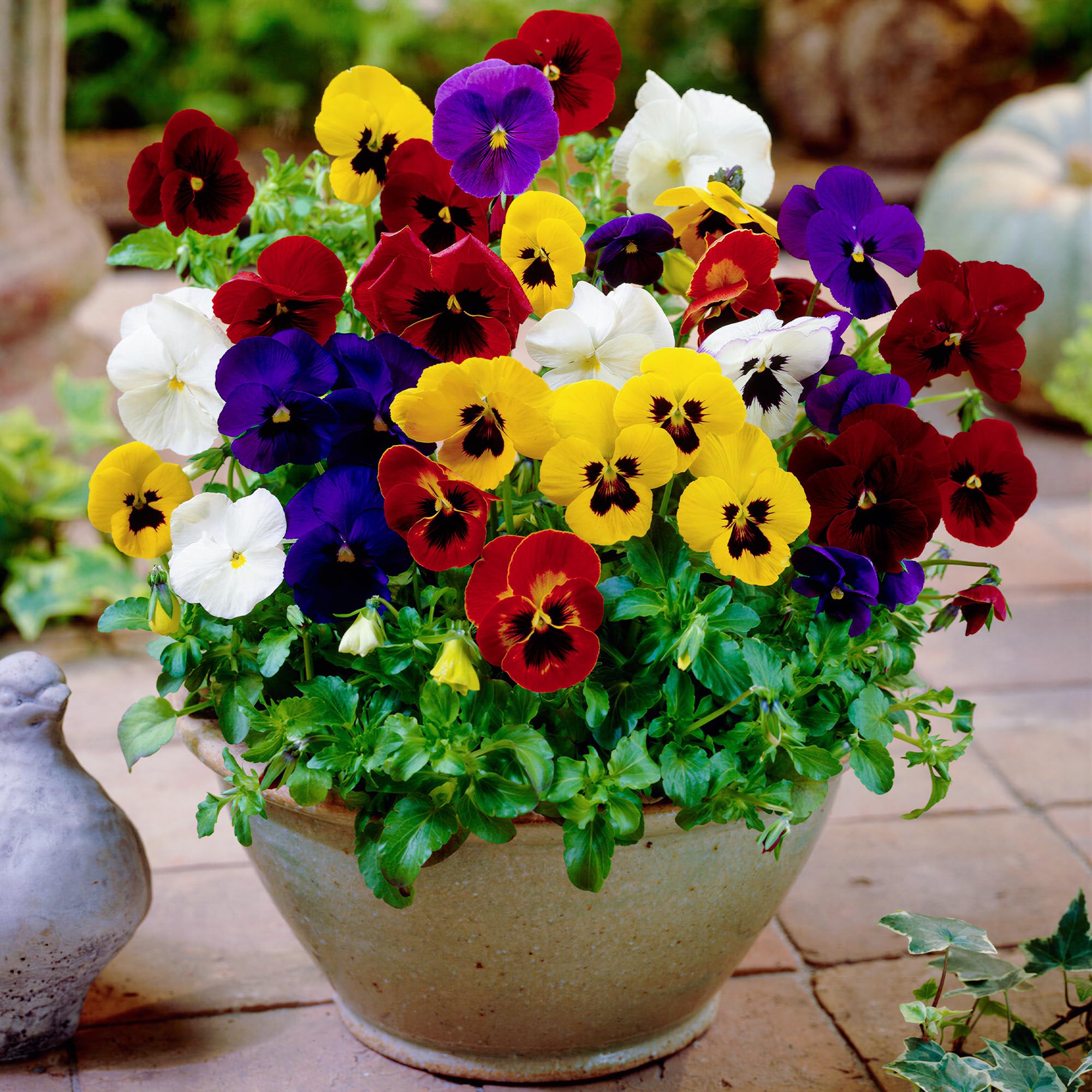 Winter Flowering Viola Mix - Bedding and Basket Plants Outdoor Garden Ready - Mixed Colour Violas Ready to Plant - Flowers to Plant in Autumn for a Colourful Winter Garden (9cm Pot, 6 Plants)