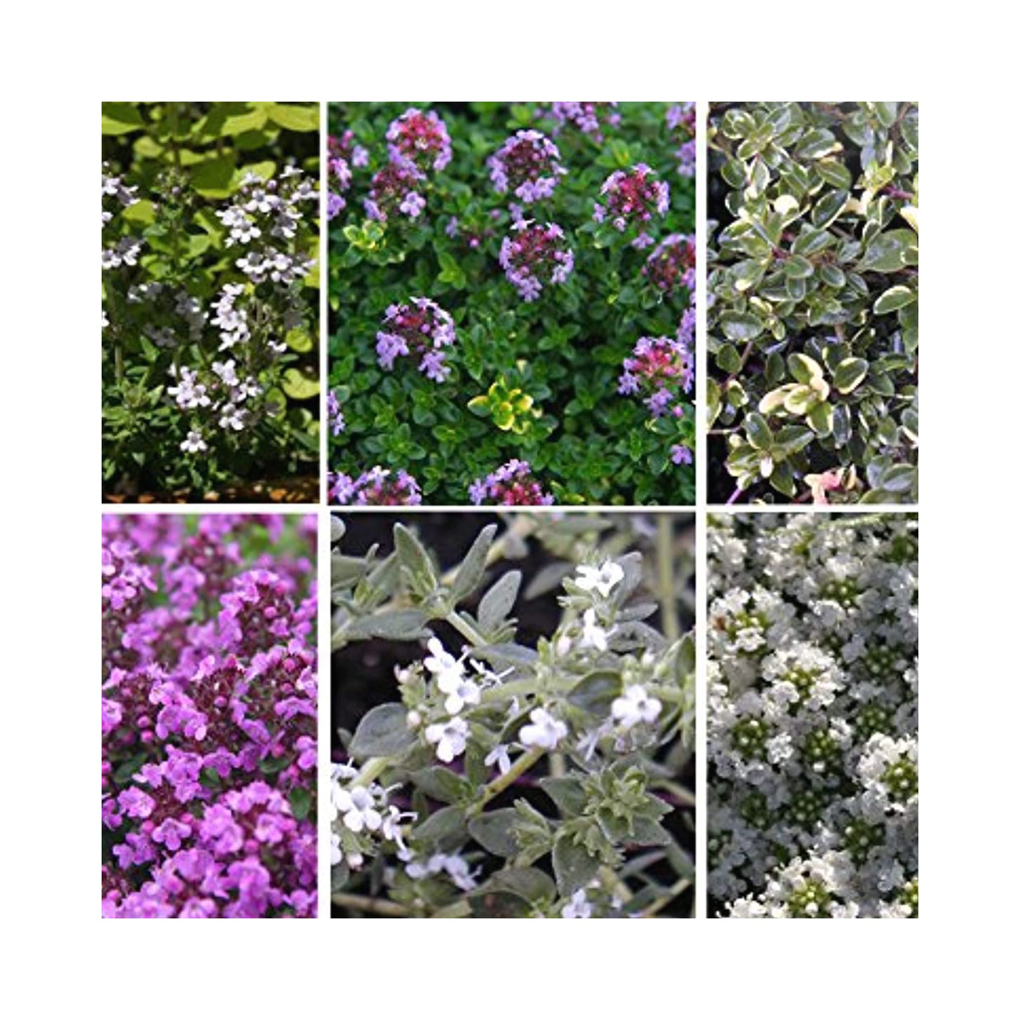 The Ultimate Collection of 12 Thyme Plants - 12 Starter Plants - 12 Different Varieties.Fantastic Herbs for Cooking of stews, roasts, soups etc.