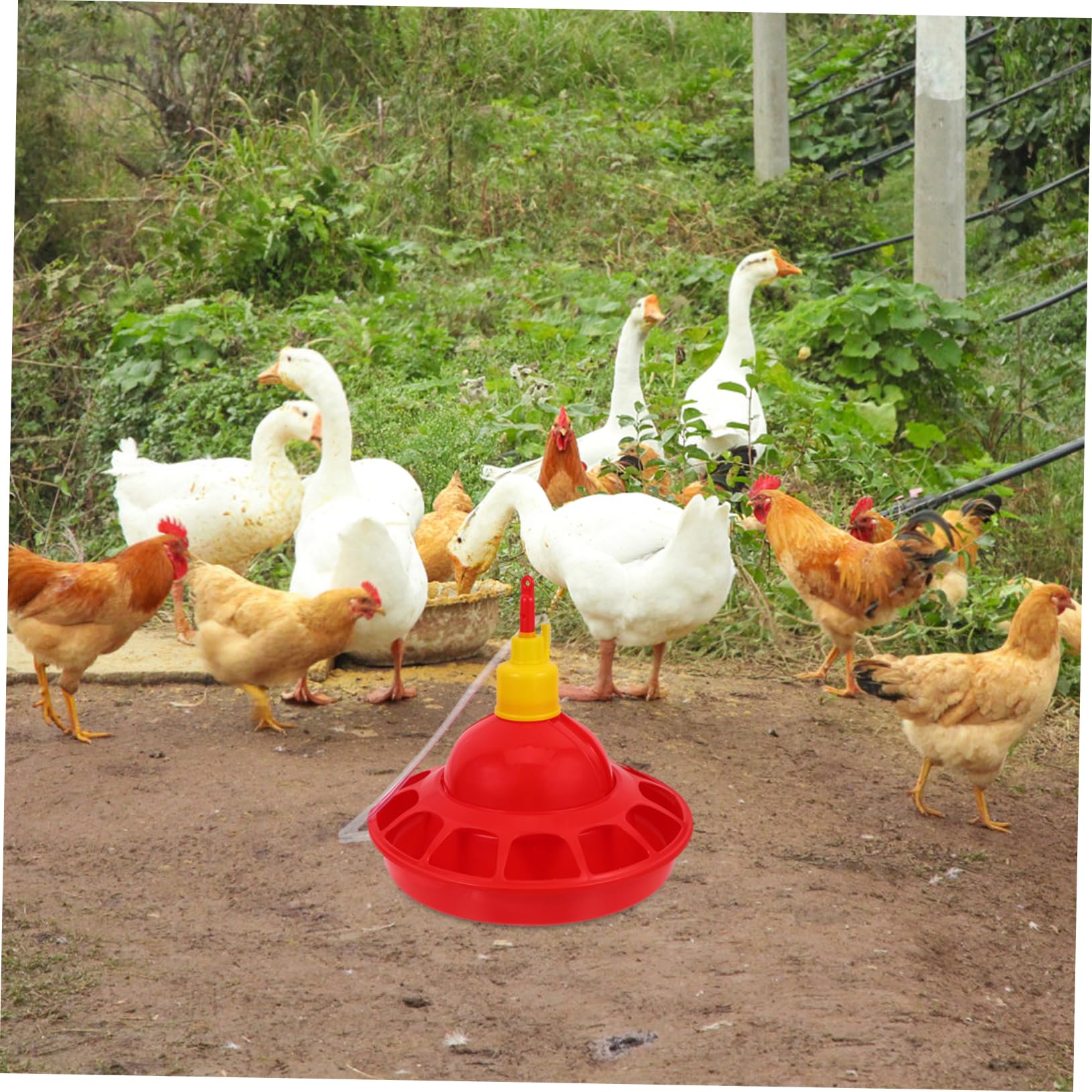Abbeveratoio per Polli Rosso in Pp, Design Arrotondato | Uccelli e Pet Birds, Uso in Pet Shop e Zoo, Facile da Pulire, Struttura Robusta