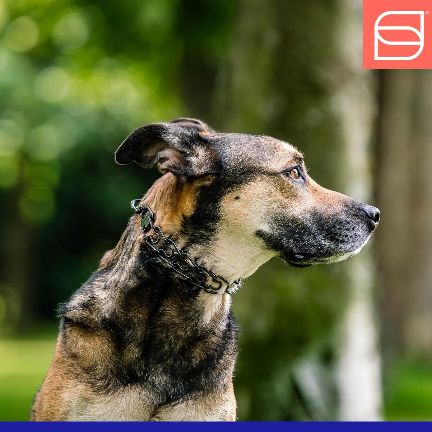 Herm. Sprenger Ultra-Plus Prong Dog Training Collar, Anti Pull Training Pinch Collar, Stainless Steel Black (3.0 mm x 17" Neck Size; 20" Chain Length) - O-Ring Version