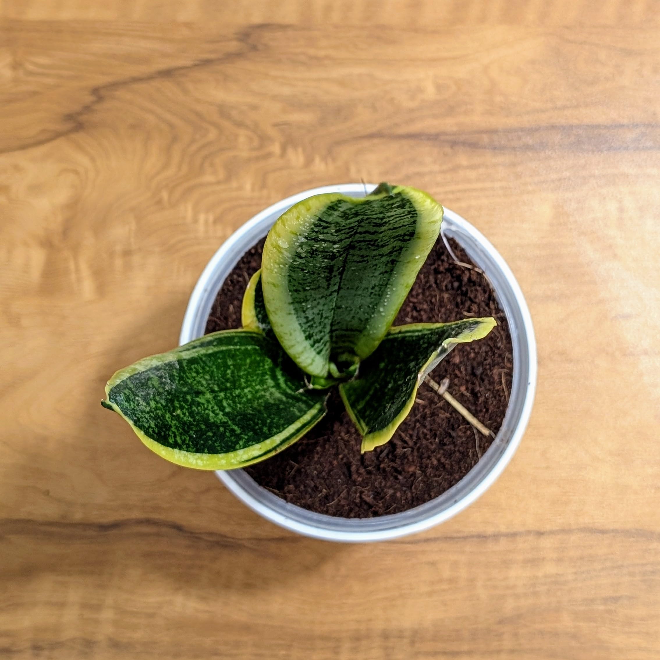 LittleJungle Sansevieria Laurentii - Live Plant with 5.5 Inches White Decor Pot | Indoor Plant For Home | Snake Plant | Live Plants Indoor | Live Plant With Pot For Home Decor | 2