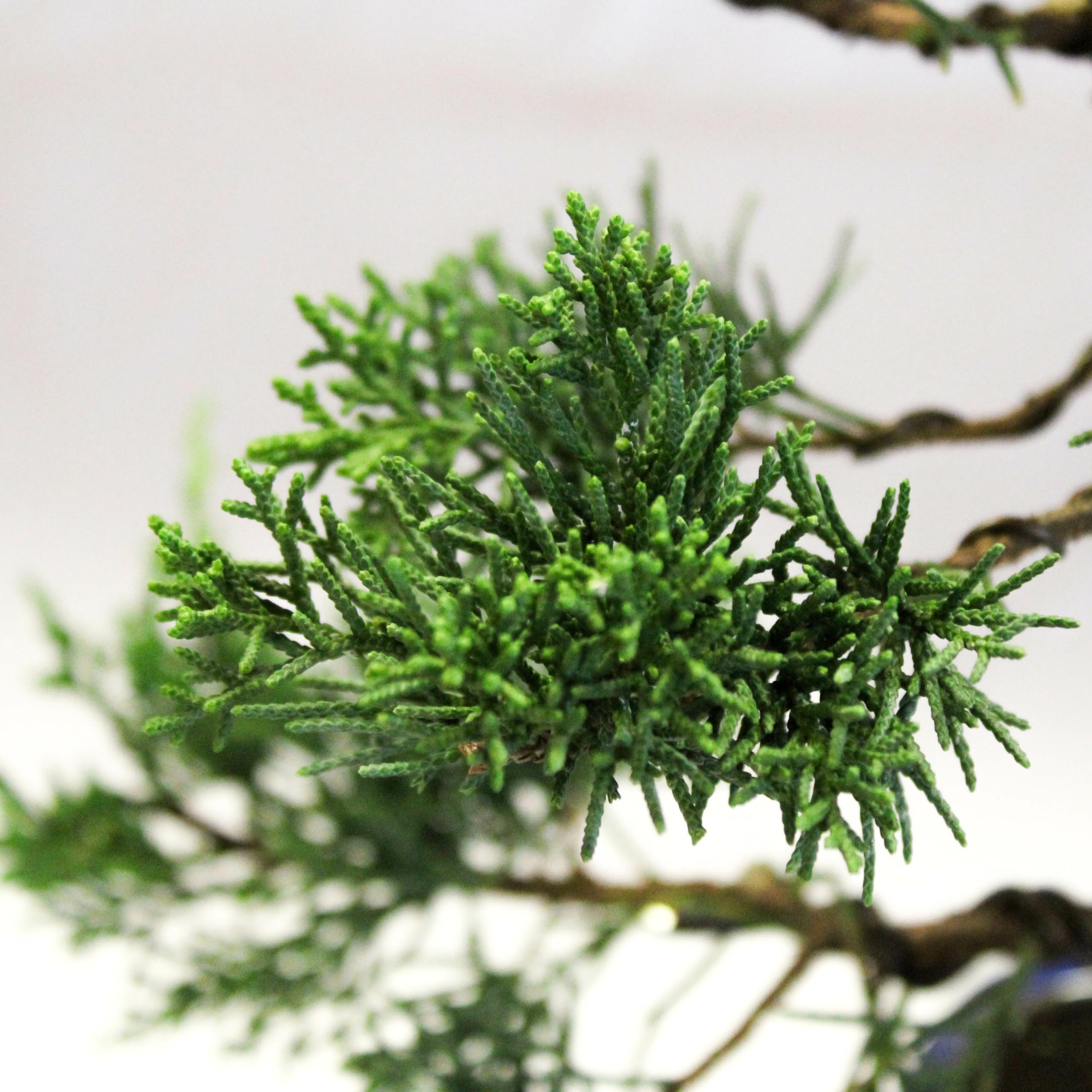 Bonsai Töpfe Bonsai Du00fcnger KENTIS Bonsai Junip Produktbild-Vorschau 8