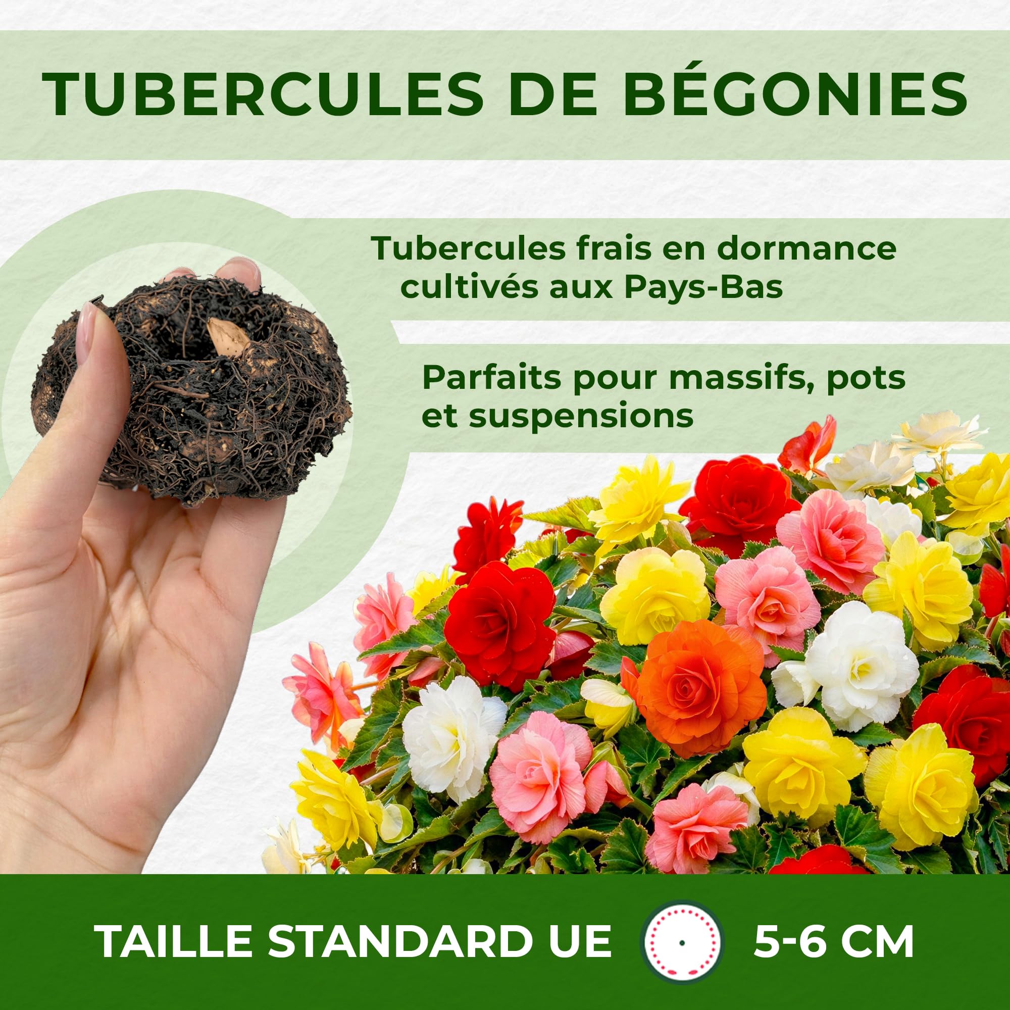 Collection 5 Bulbes De Bégonias De Hollande - Plantes Vivaces Pour Pots Balcons Jardin - Fleurs Colorées Non Résistantes Au Froid