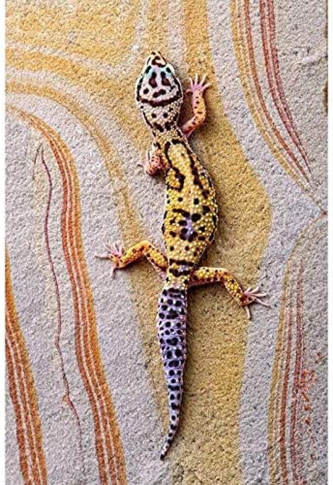 Nprzm H097 Diamond Painting Accessories, 5D Diy Diamond Painting, Colorful Gecko, Embroidery Kit, Mosaic, Main Decoration, Rhinestone, Picture 30X40cm
