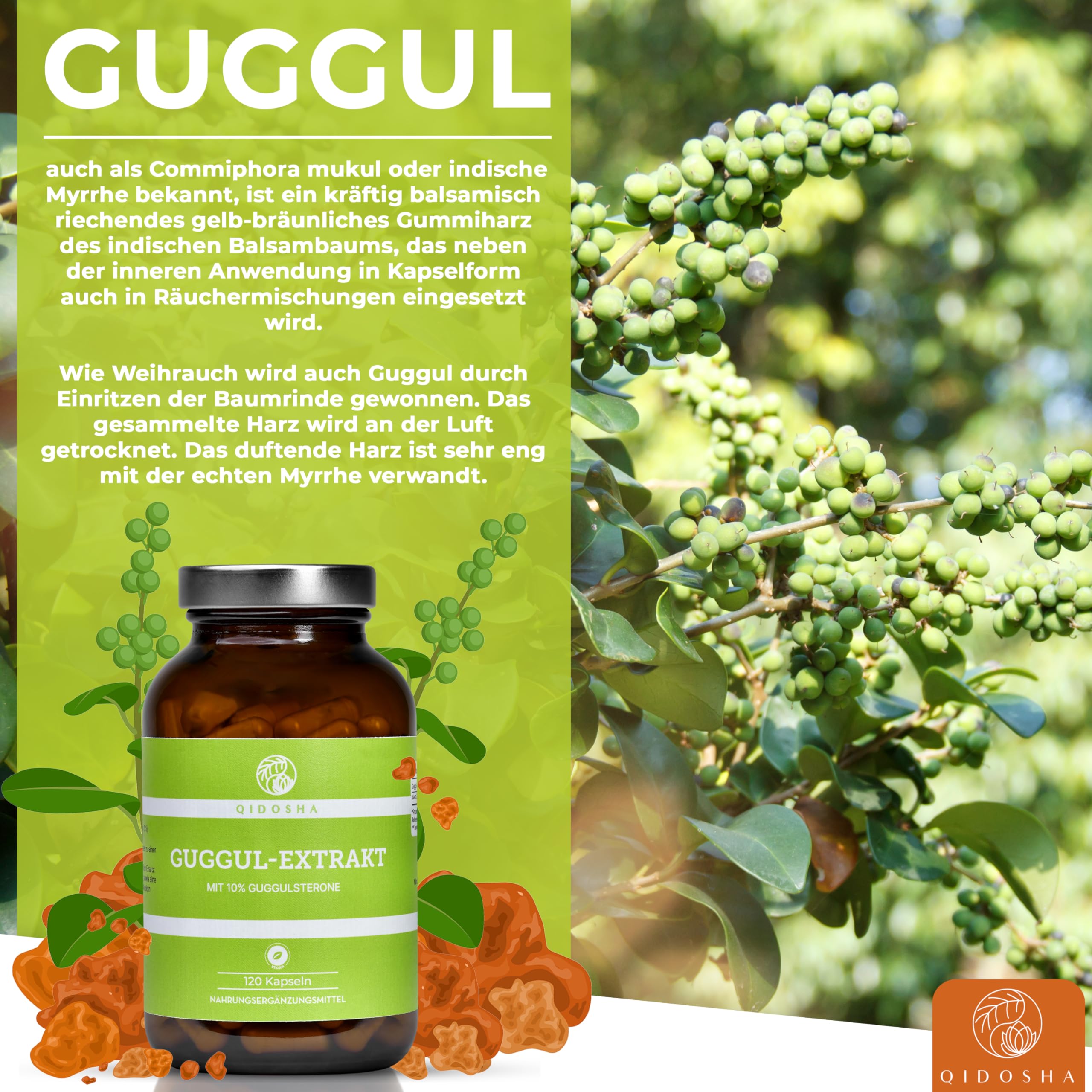 QIDOSHA® Guggul Extrakt Kapseln hochdosiert mit 10% Guggulsterone, 120 Guggulu Kapseln im Apothekerglas, Guggulu Extrakt 500mg je Kapsel mit 50mg Guggulsterone, höchster Guggulsterone-Anteil am Markt