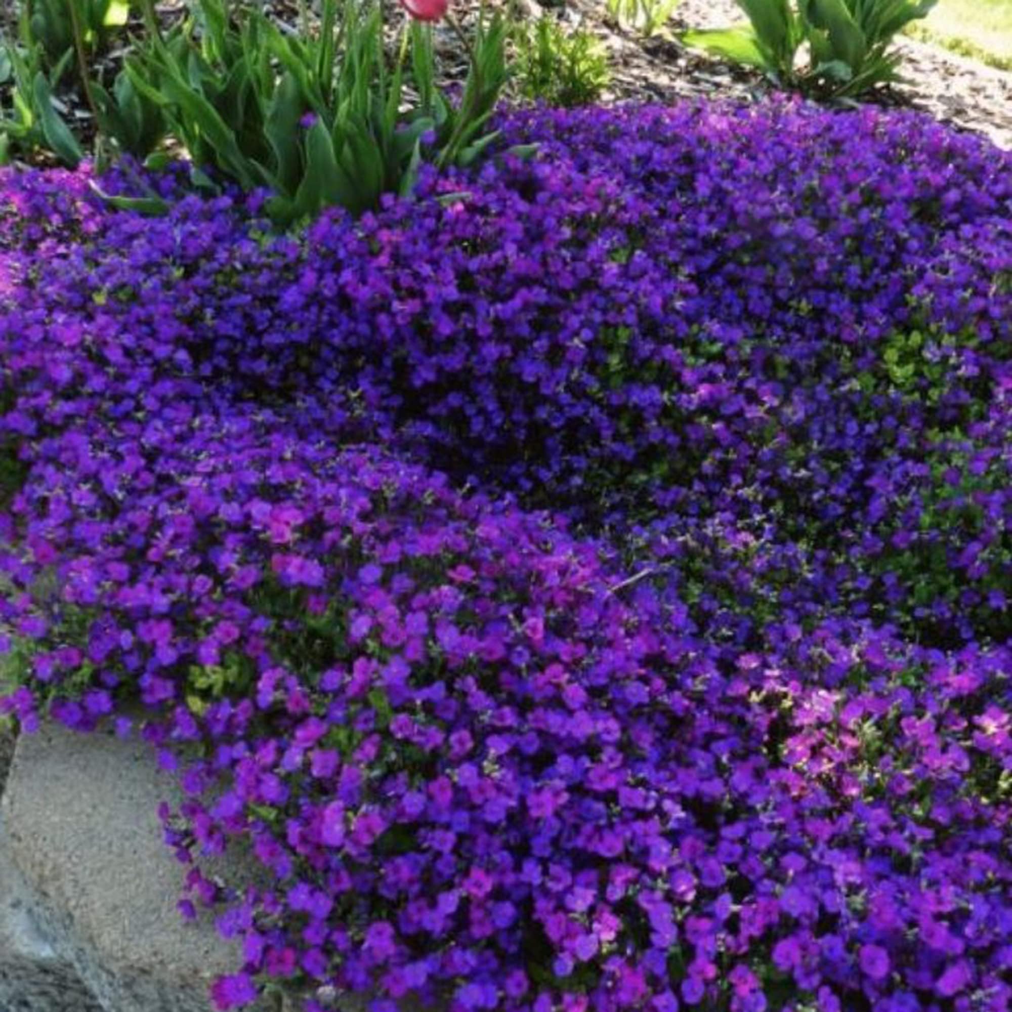 Rock Cress Seeds Aubrieta Deltoidea Low-Growing Perennial Plant Attract Pollinators Vibrant Purple Flowers and Ability to Cascade Over Walls, Borders, and Rocky Areas 50Pcs by YEGAOL Garden