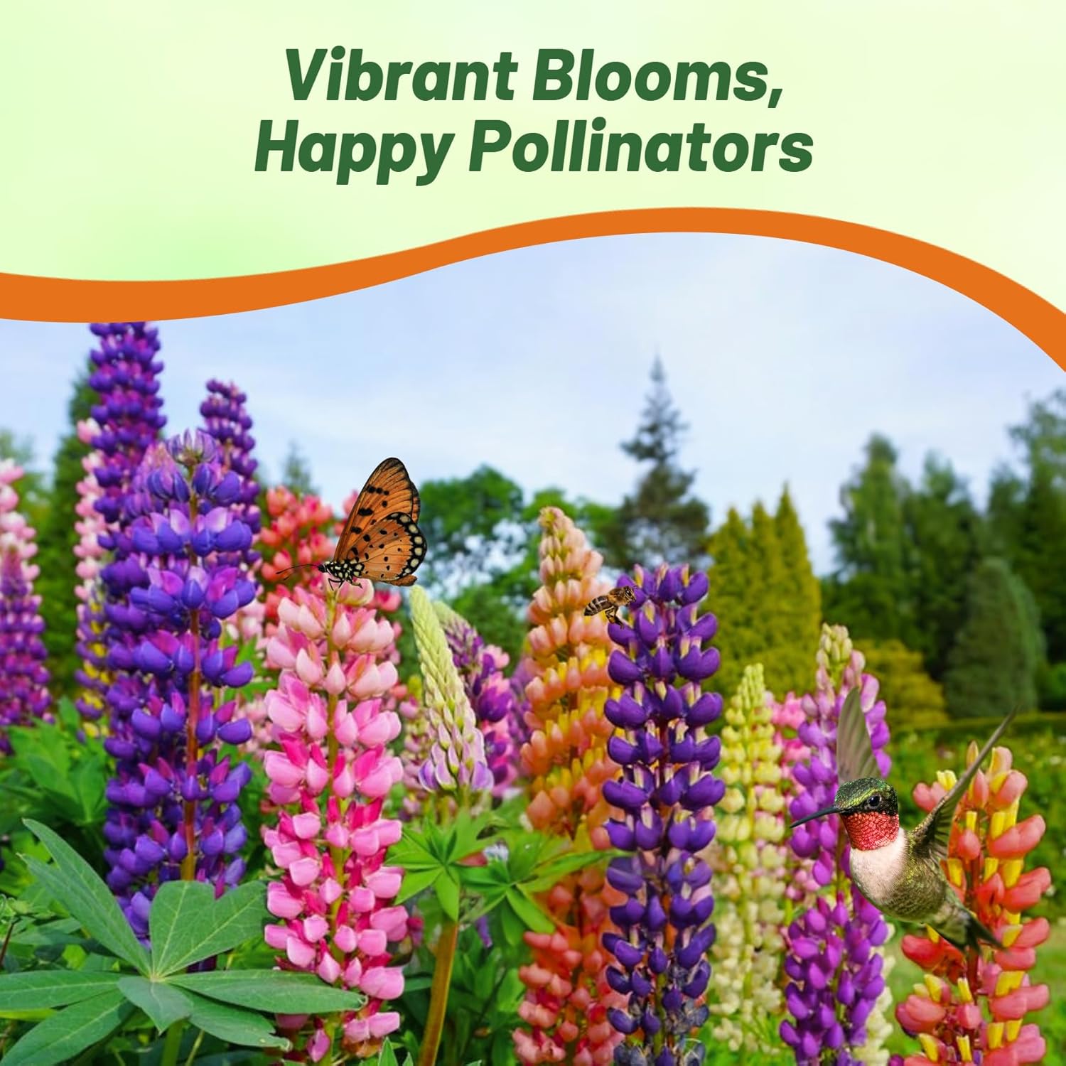 Outsidepride Mixed Russells Lupine Seeds - 1 Lb. Perennial, Self-Sowing, Cold Hardy & Frost Tolerant Wildflower Seeds for Fall Planting, Ideal for Attracting Pollinators & Hummingbirds