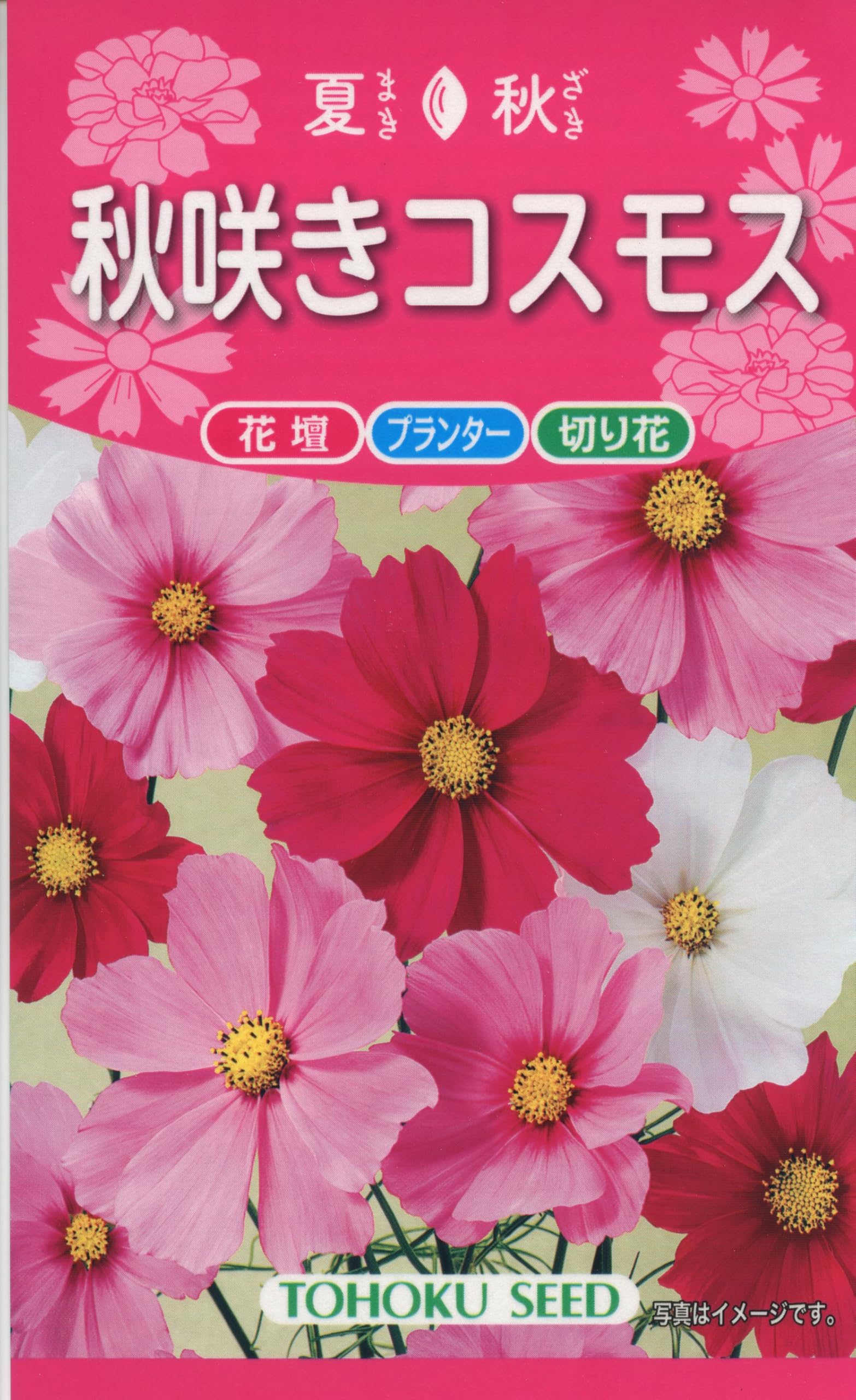 Amazon | 秋咲きコスモス | センセーション混合, 秋桜, 落ち着いた色調