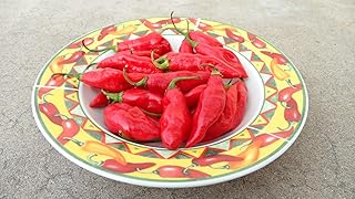 Trinidad Pimento Pepper 10+ seeds