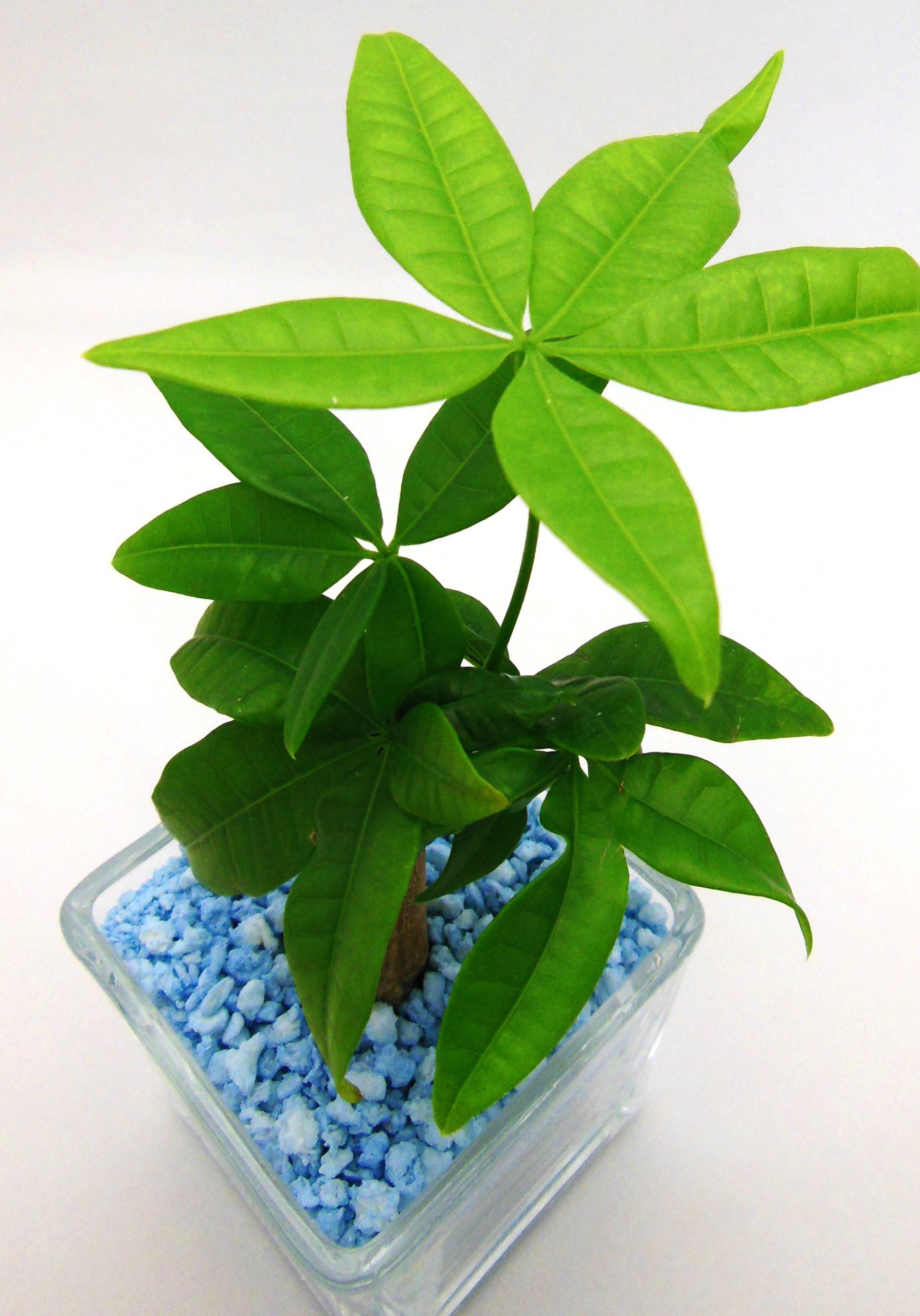 Amazon | 観葉植物 パキラ ハイドロカルチャー ガラス植え S （サンド