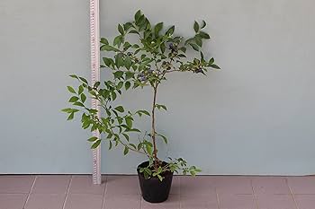Amazon.co.jp: [暖地向ブルーベリー入門すべて揃ってます]ティフ
