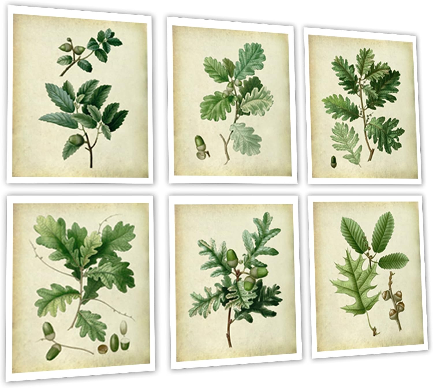 Vintage Oak Leaves Set of 6 Unframed Art Prints, Farmhouse Decor Wall Art
