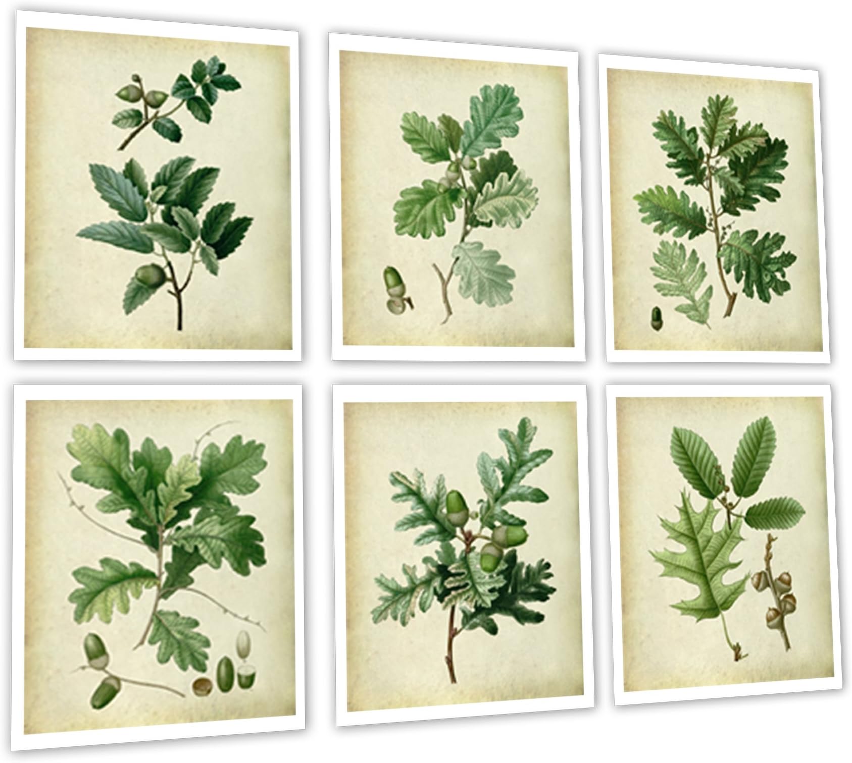 Vintage Oak Leaves Set of 6 Unframed Art Prints, Farmhouse Decor Wall Art