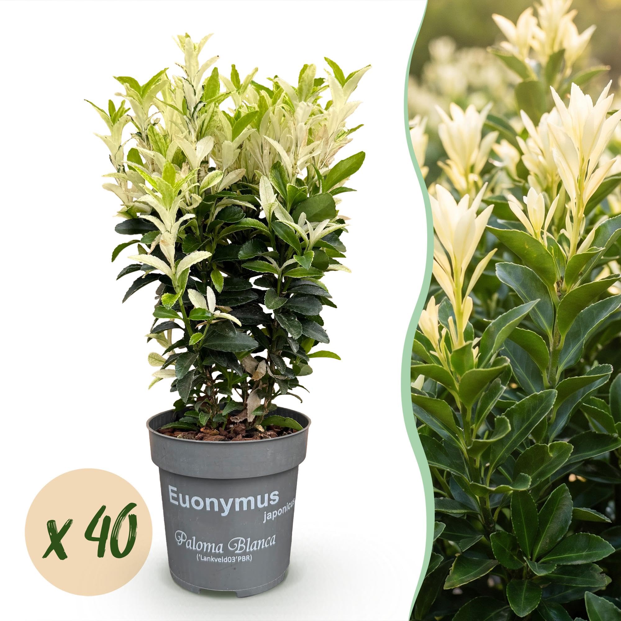Evónimo Paloma Blanca para Setos, Jardín, Verde y Blanco, Pack de 40