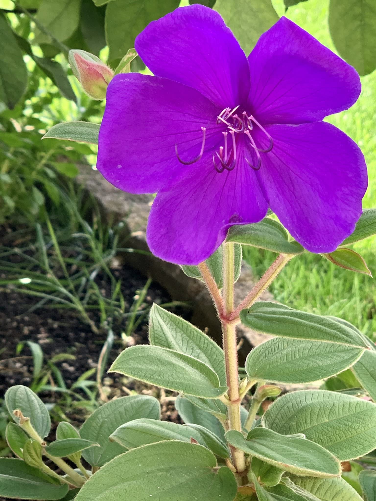 Eroanvia Live Tibouchina-Urvilleana-Begum-Bahar-Flower Live Plant Healthy Hybrid Live Plant For Home Garden (B0BH3H1T9T) Amazon Price History, Amazon Price Tracker