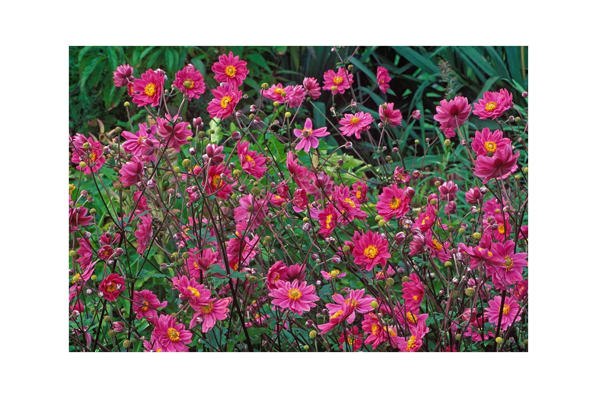 Garthwaite NurseriesUK Stockist : - Potted 1 Litre Hupehensis Prinz Heinrich (Japanese Anemone) Late Garden Summer Perennial