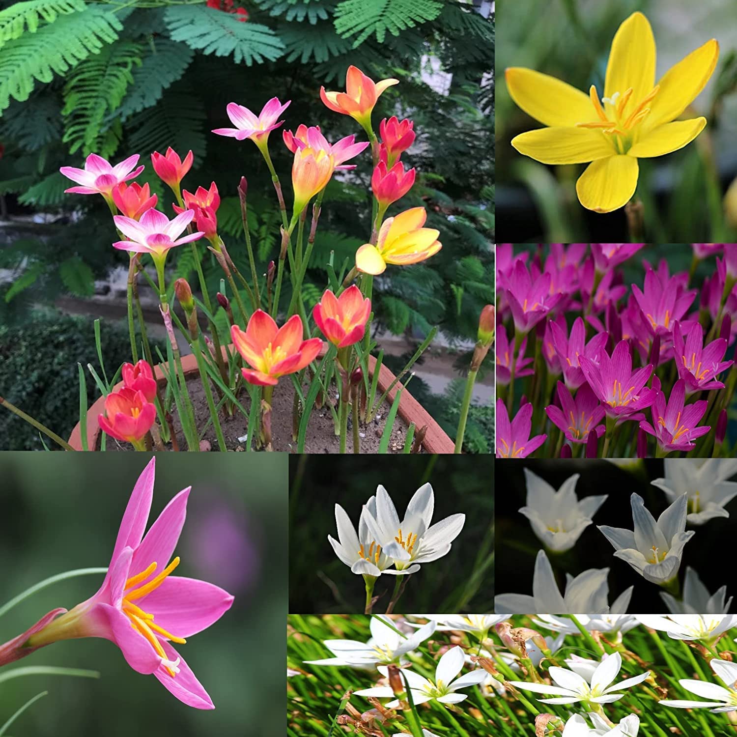 Rain Lily Flower Bulbs Combo, Pack of 20 Bulbs By Zabbus (B0BQMRMXTB) Amazon Price History, Amazon Price Tracker
