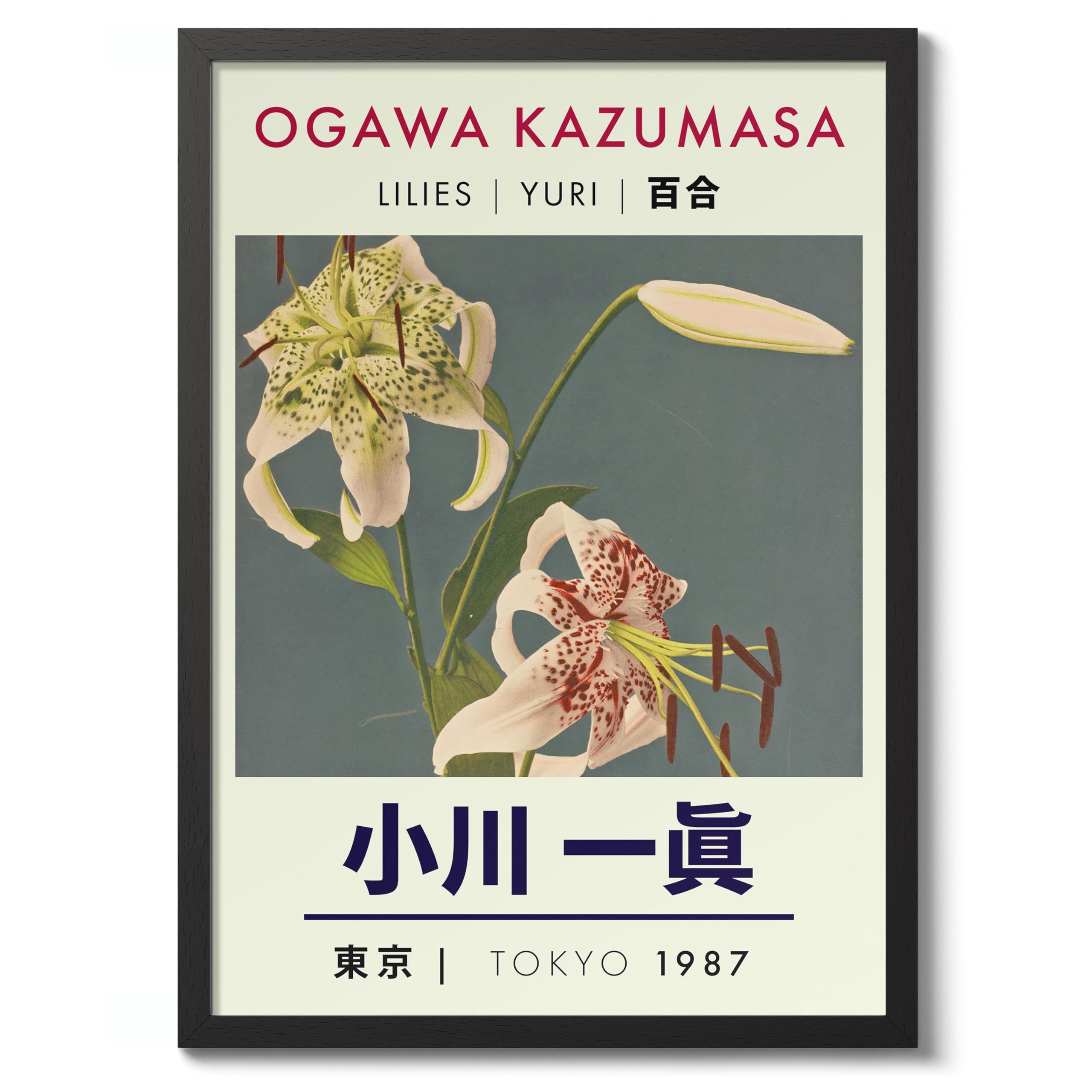 Lilies Ogawa Kazumasa Poster, Japanese Flower Photographic Print, Vintage Floral Art Picture Photo Wall Art Exhibition, Archival Matte, 50x70cm (Black Frame) - 50x70cm