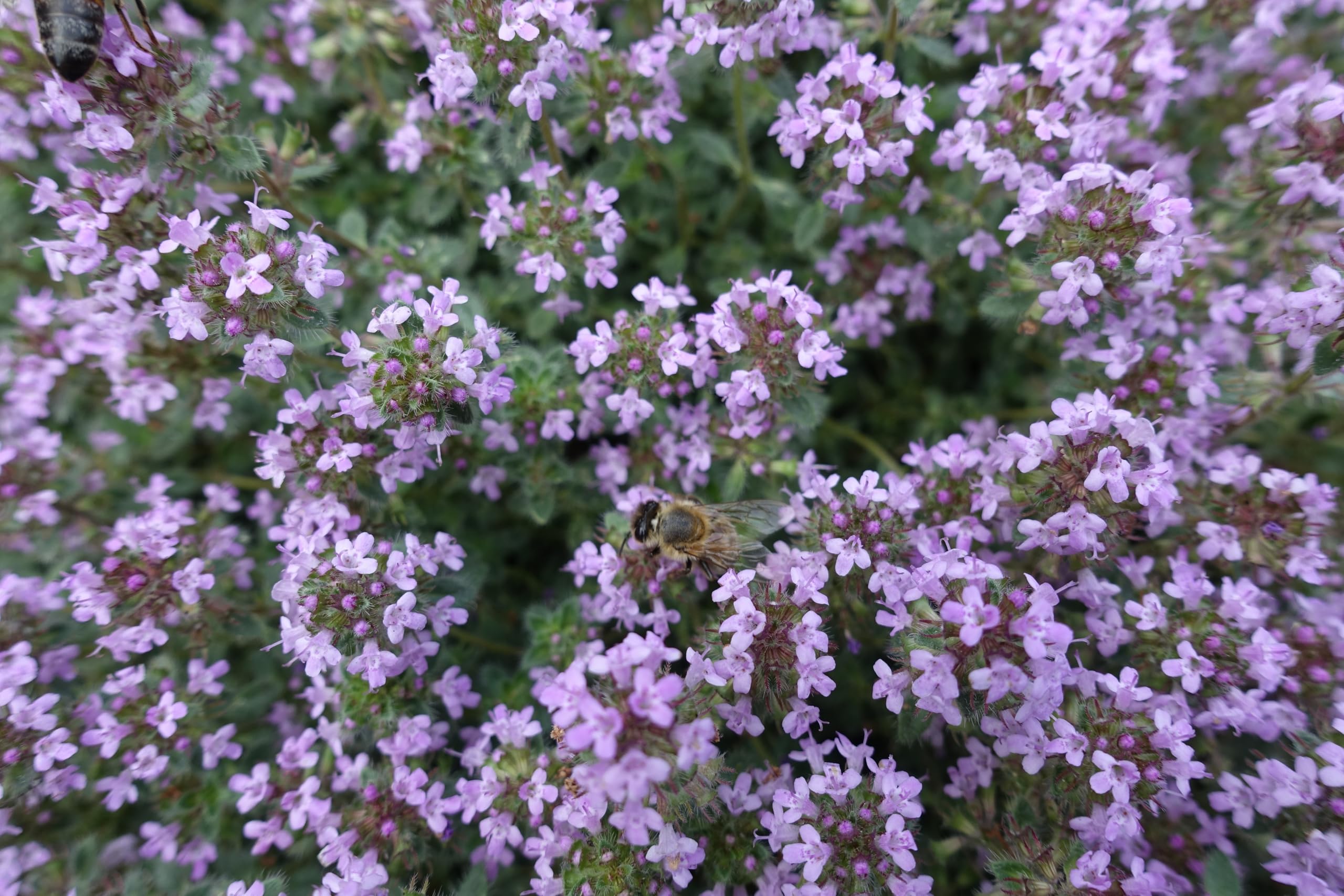 Stauden Gänge 10 x Thymus praecox 'Pseudolanuginosus' Wolliger Thymian