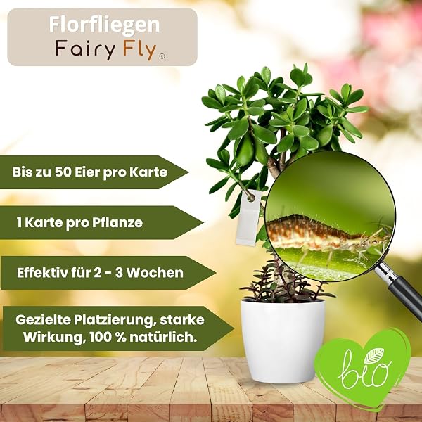 Florfliegenlarven gegen Blattläuse & Wollläuse (5 Karten) – Nützlinge zum Aufhängen für Zimmerpflanzen – biologische Schädlingsbekämpfung ohne Chemie – Florfliegen Eier - 2