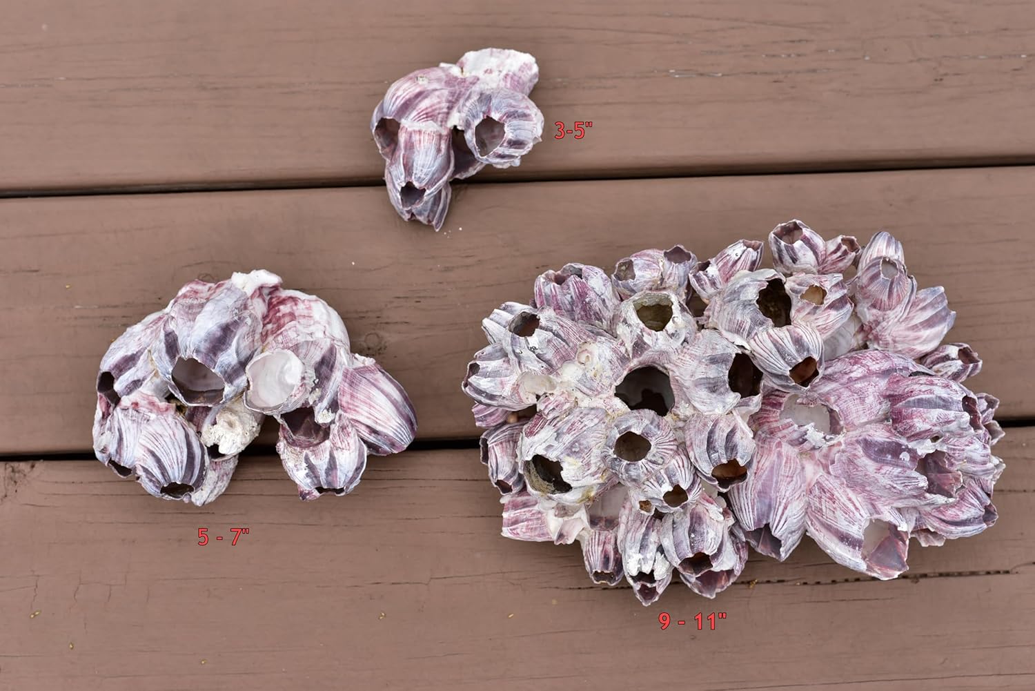 Aquarium Safe Real Purple Barnacle Cluster | Natural Barnacle Cluster | Holey Rock | Chiclid Stone (9" - 11")