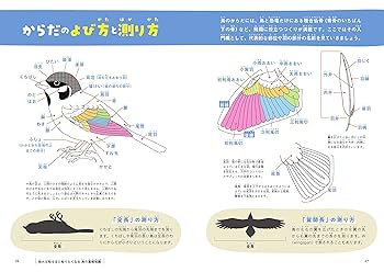 鳥のしぐさ・行動よみとき図鑑: 9784862556660: Books - Amazon.ca
