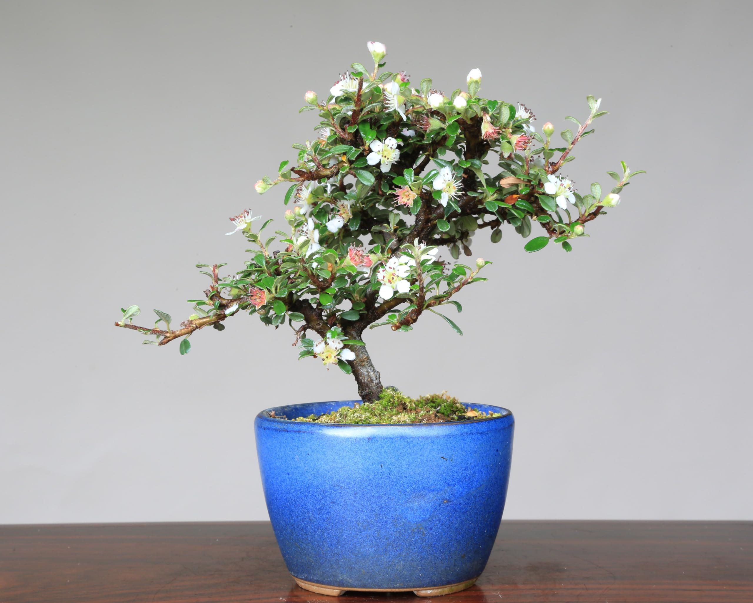 Amazon.co.jp: 『白紫檀』シロシタン ミニ盆栽【泰寿園 Online