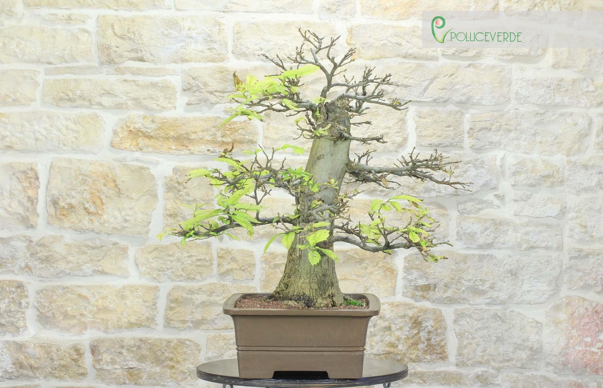 Bonsái Yamadori de castaño (3)