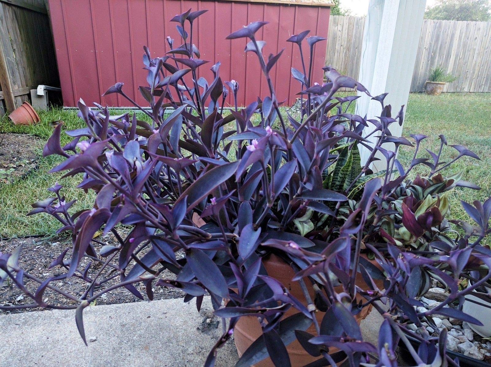 SEMI DI GERMINAZIONE: Purple Heart Pflanze wandernder Jude Tradescantia pallida - 5 COUPES