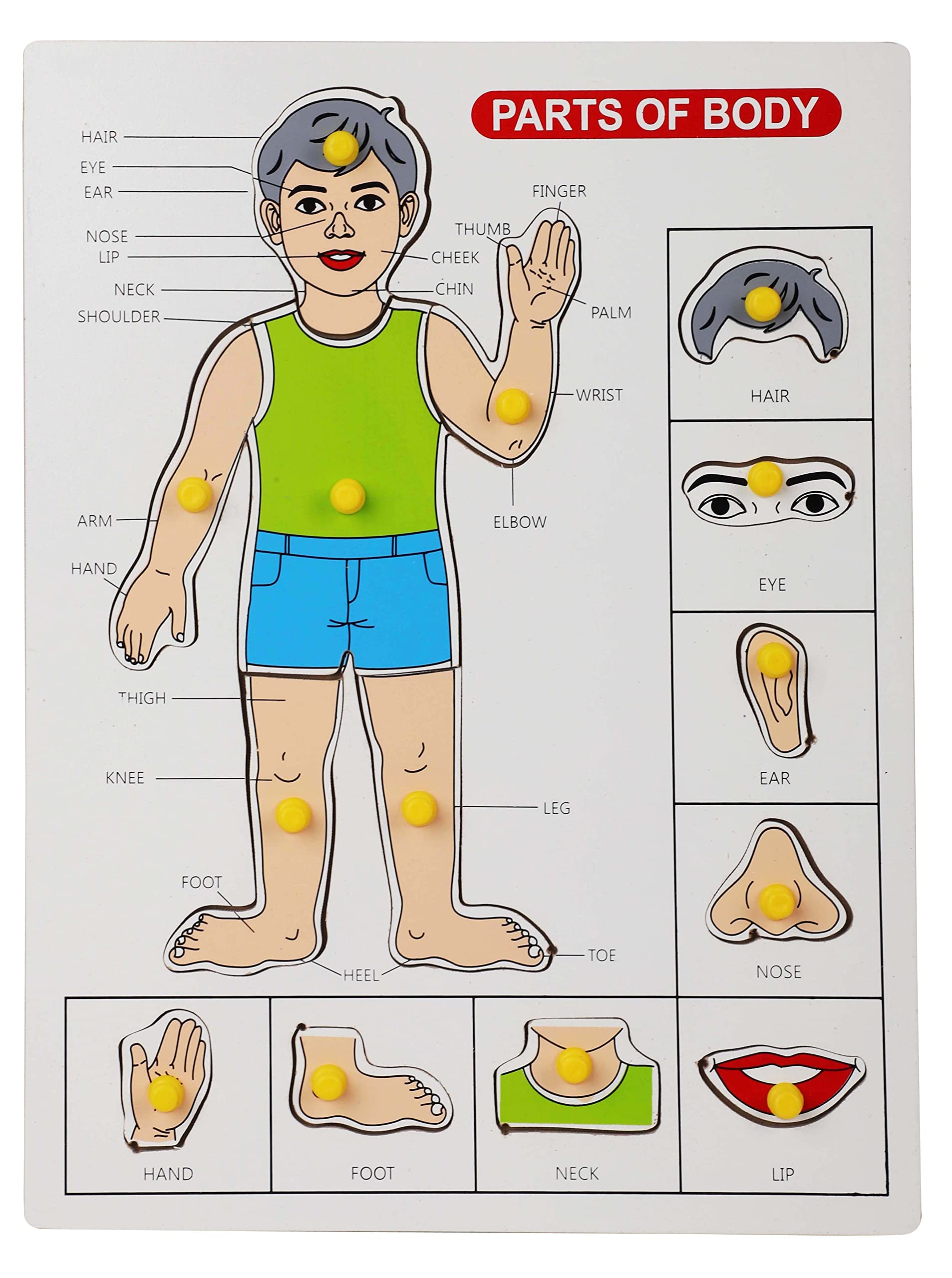 Voolex - Wooden Educational Peg Puzzles for preschoolers and Toddlers - Parts of Body (B0B7LV6PR4) Amazon Price History, Amazon Price Tracker