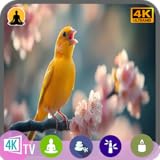 リラクゼーションサウンド：バードソング・メドウズ・ガーデンTV