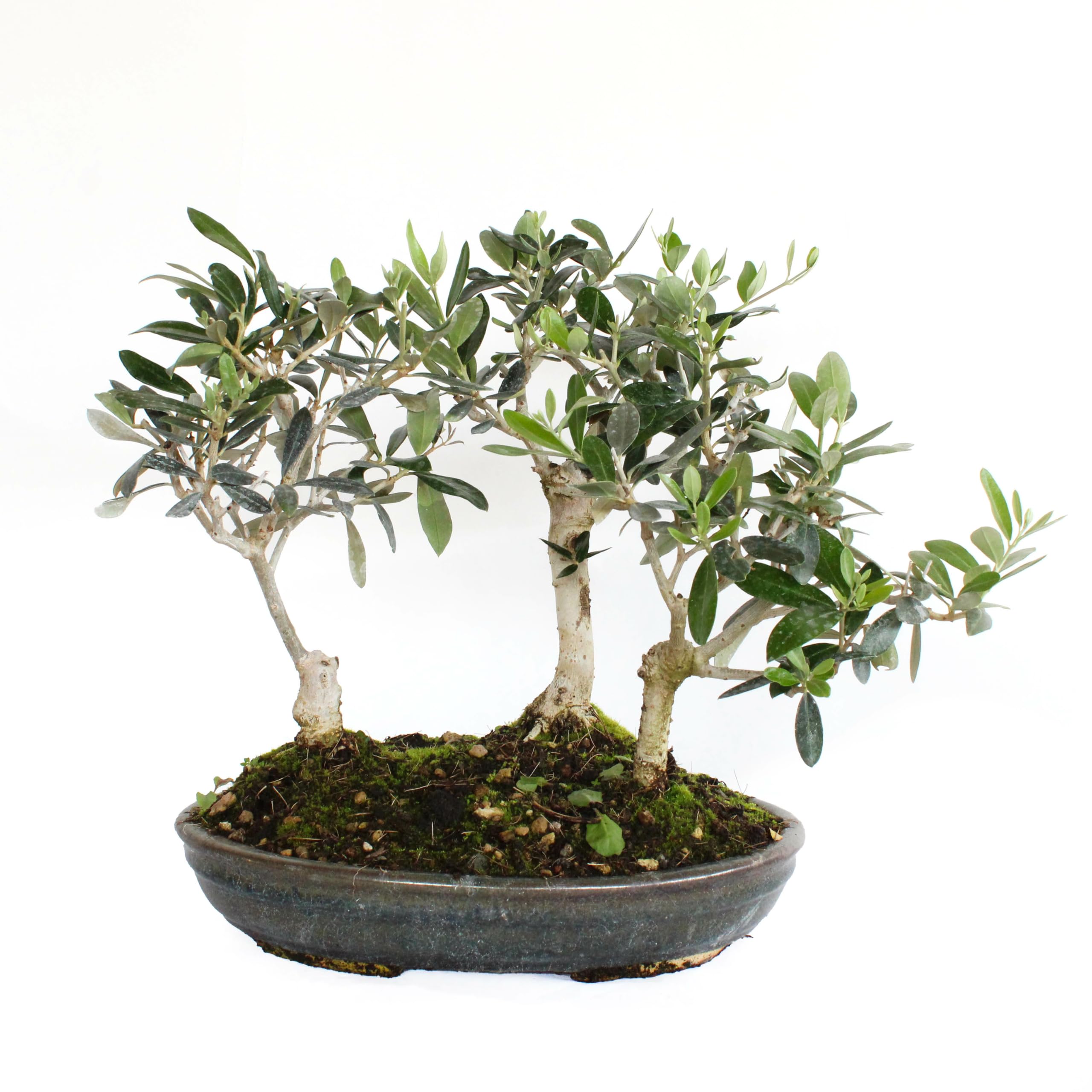KENTIS - Bonsai Olea Europaea - Bonsai Hain mit 3 Olivenbäumen - Echte Pflanzen für den Außenbereich - Hoch 30-35 cm Keramiktopf Ø 30 cm