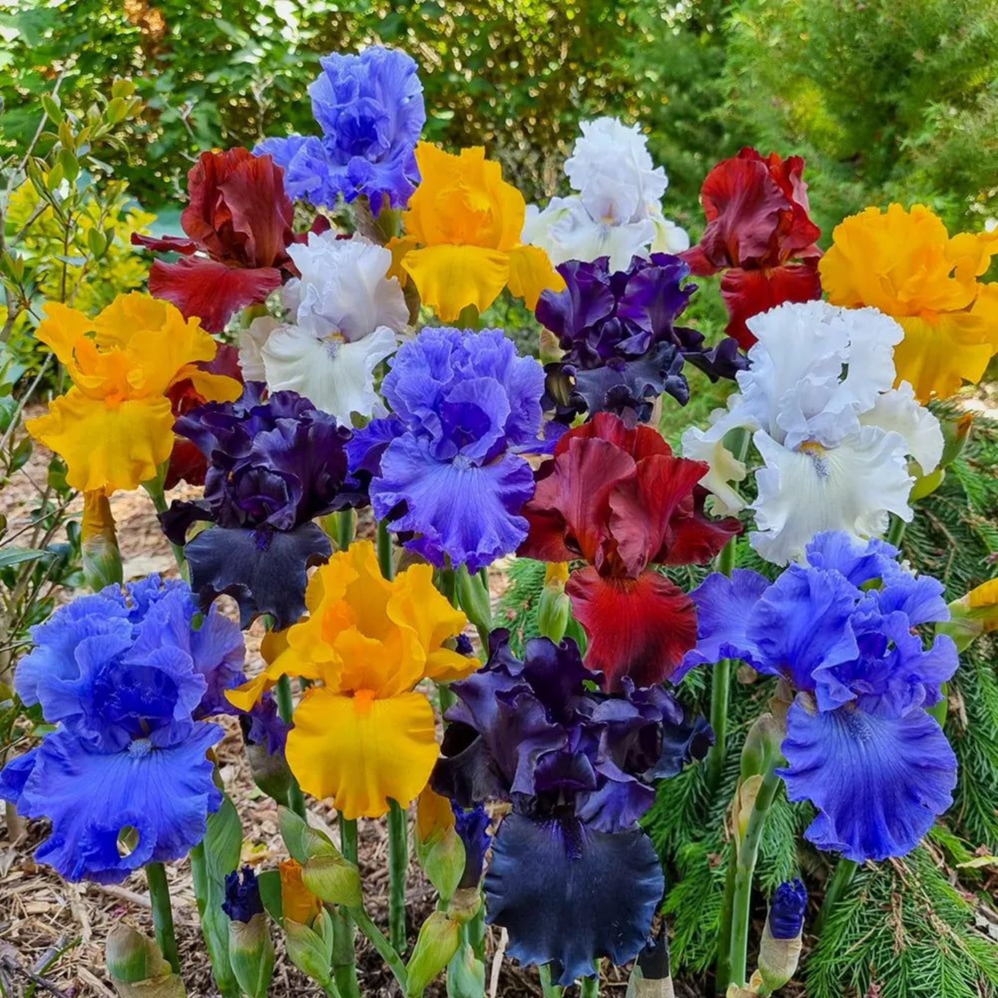 Mixed Color Rare Iris Flower Seeds – 30 Pieces, Perennial, For Autumn, Spring & Summer Blooms 5 thumbnail image