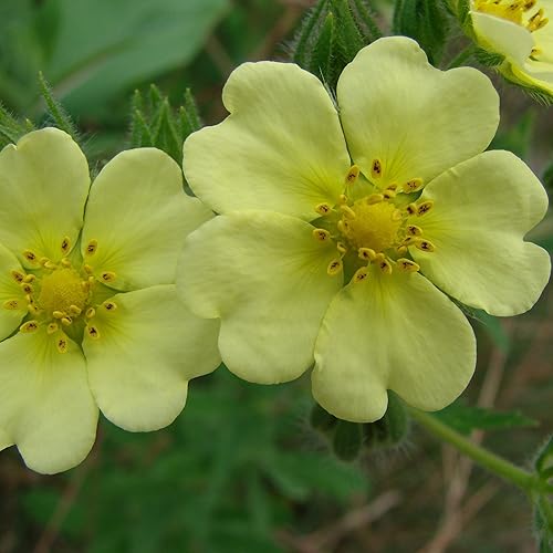 Palm Beach Medicinal Herbs Semillas Cinquefoil (Potentilla recta) Paquete de 100 Semillas