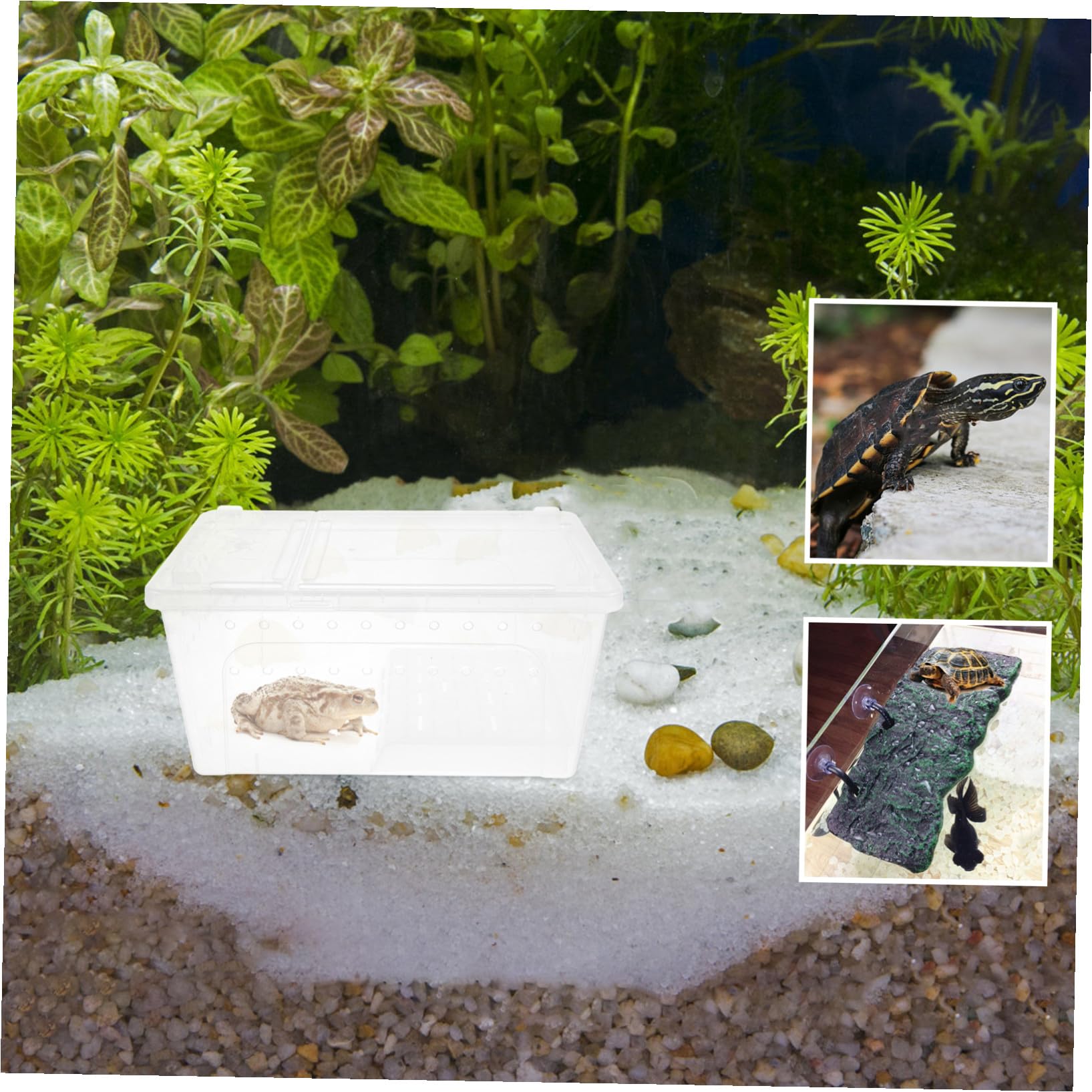 Box Tartaruga Terrario Anfibio con Piattaforma di Sole in Plastica | Area Osservazione Semplice Riposo e Alimentazione , Pendenza Adatta per Tartaruga e Testuggine