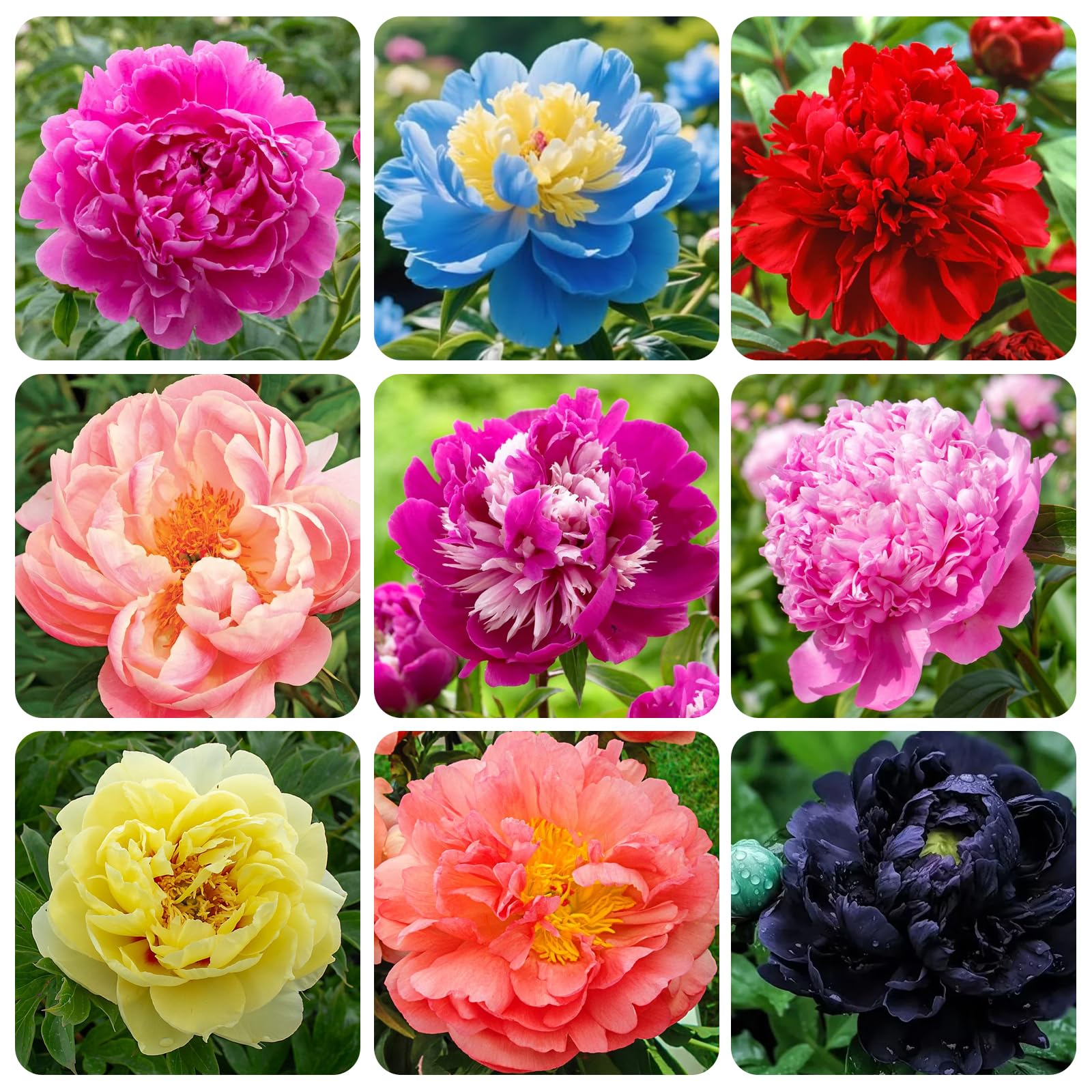 300+ Seeds Double Beautiful Peonies for Planting Outdoor-Perennial Exotic Plant Seeds for Multi-Colored Peony