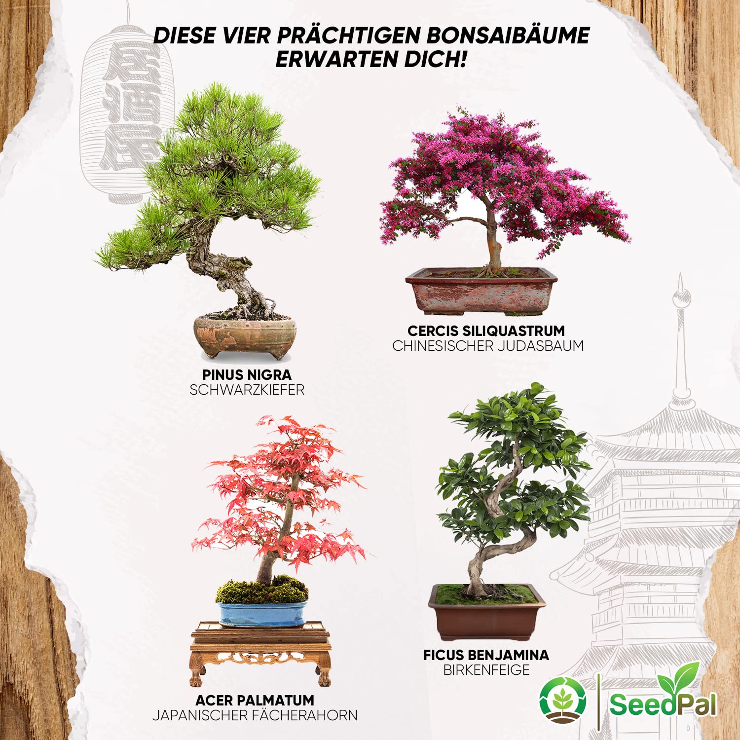 Bonsai Starter Kit von SeedPal - Bonsai Anzuchtset - Zchte deinen eigenen  prchtigen Bonsaibaum, Nachhaltiges Geschenkset fr Pflanzenliebhaber.  INDOOR & OUTDOOR inkl. E-BOOK : Amazon.de: Garten
