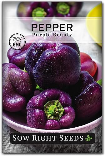 Sow Right Seeds - Semilla de pimienta Purple Beauty para plantar - Paquete de reliquia sin OMG con instrucciones para plantar y cultivar un huerto