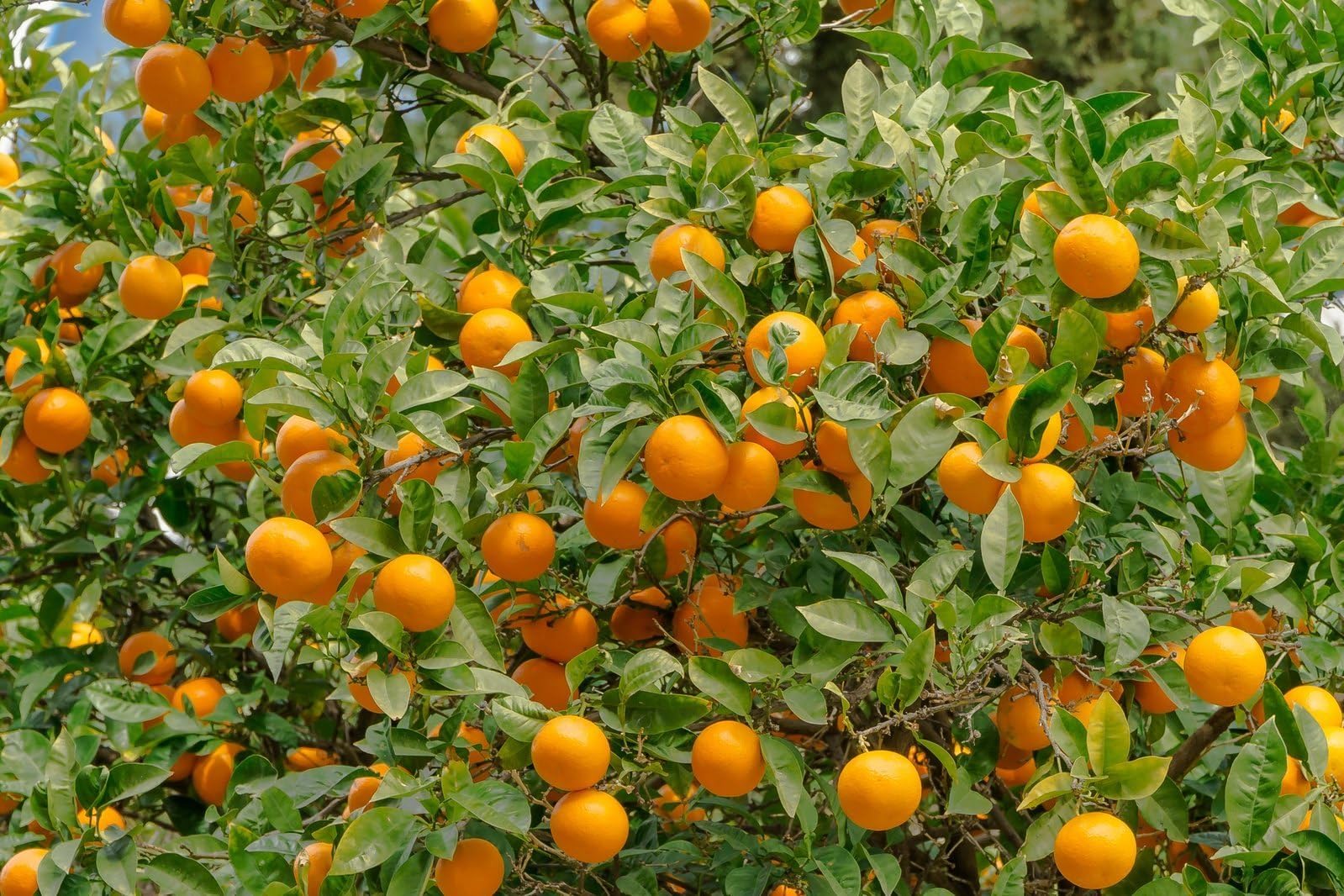 See full amazon price history chart for The Royal Crafty Rare Live Orange (Nagpur vaerient) Fruit Plant Delicious Dwarf Grafted Healthy 1.5+ Feet Orange Plant for home garden The Royal Crafty Rare Live Orange (Nagpur vaerient) Fruit Plant Delicious Dwarf Grafted Healthy 1.5+ Feet Orange Plant for home garden (B0CSX6Y343) Amazon Price History, Amazon Price Tracker