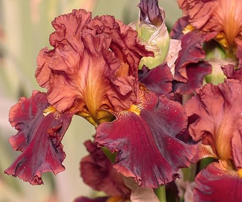 Miniatura 3 de Valentino - Planta de iris barbudo en maceta, flores fragantes de color rojo ladrillo, fácil de cultivar para jardín perenne